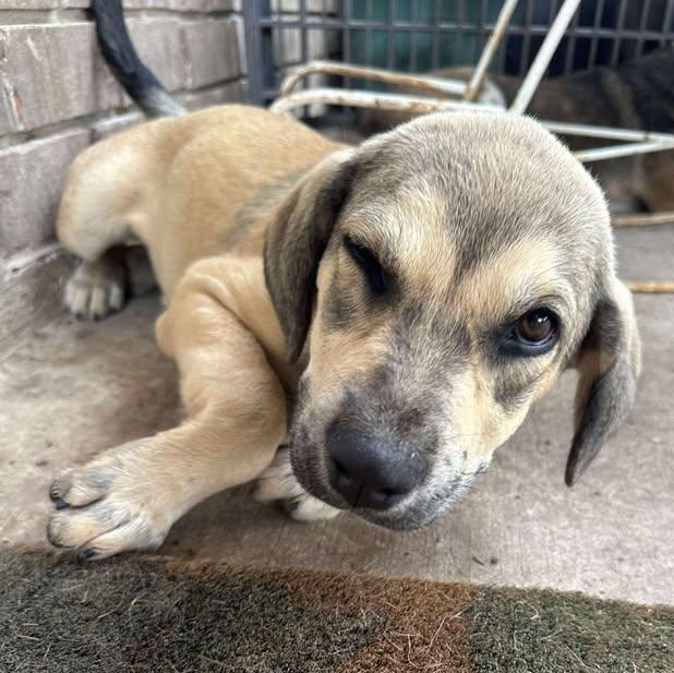 Penny, an adoptable Mixed Breed in BUTTE, MT, 59701 | Photo Image 3