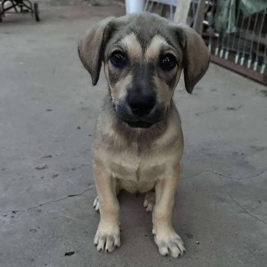 Penny, an adoptable Mixed Breed in BUTTE, MT, 59701 | Photo Image 6