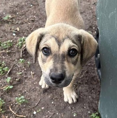 Penny, an adoptable Mixed Breed in BUTTE, MT, 59701 | Photo Image 5
