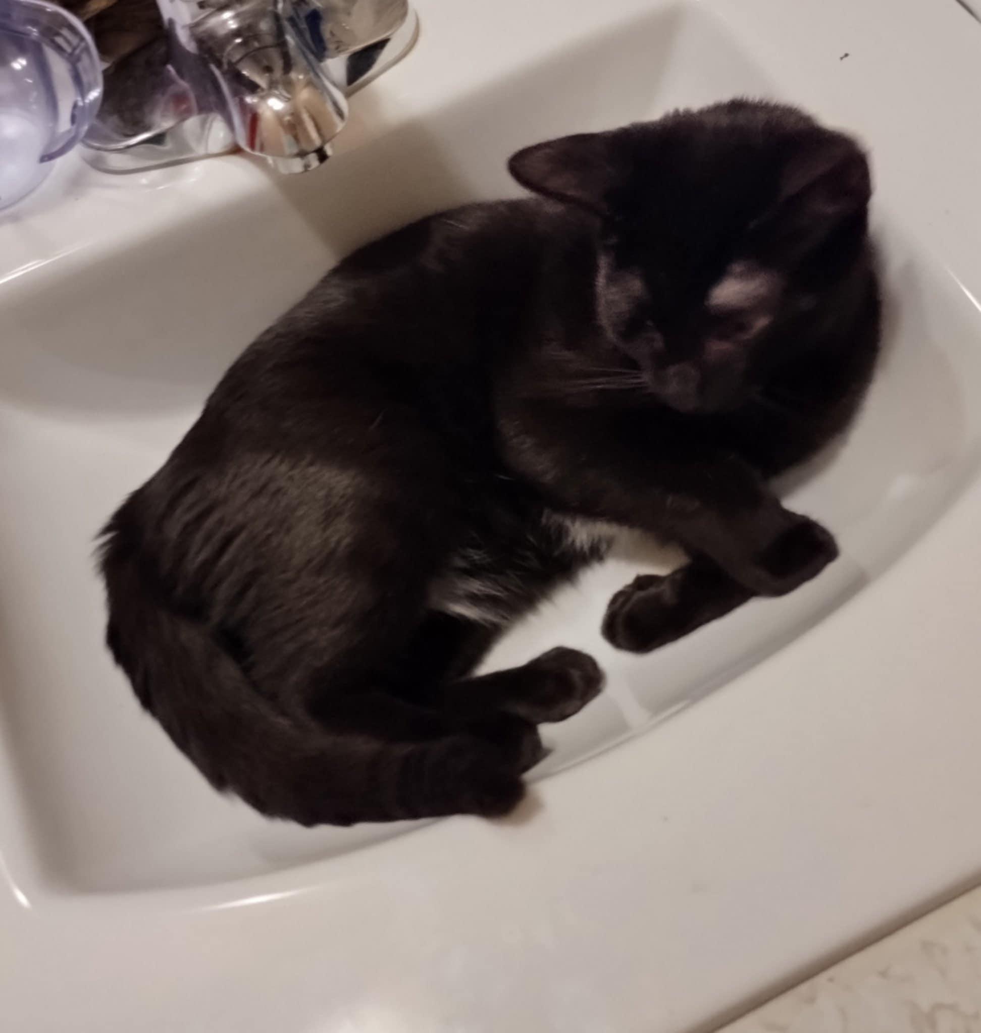 Enlarge Peter, a Adopted Domestic Short Hair in Fonthill, ON image 2/4