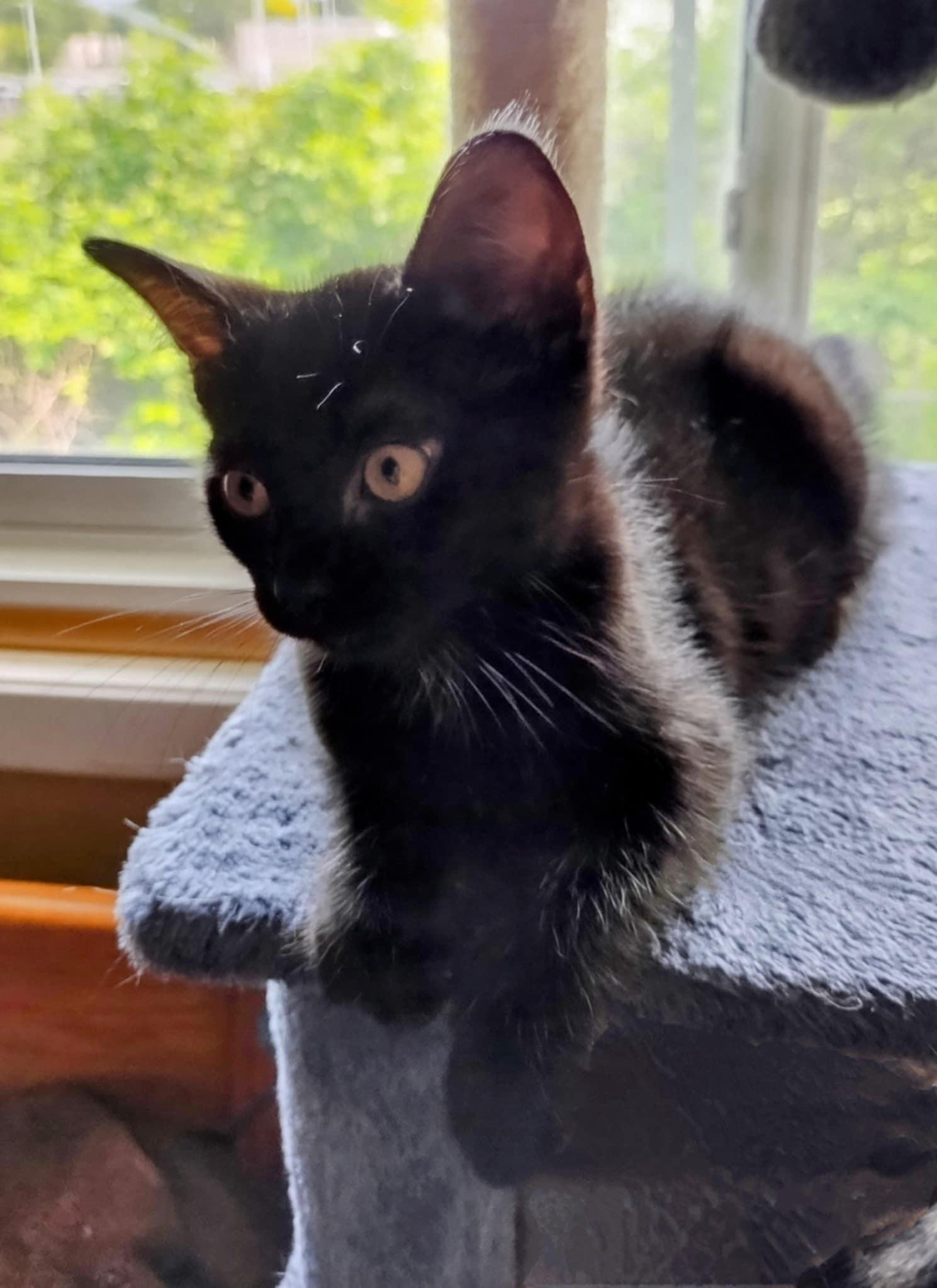 Enlarge Peter, a Adopted Domestic Short Hair in Fonthill, ON image 3/4