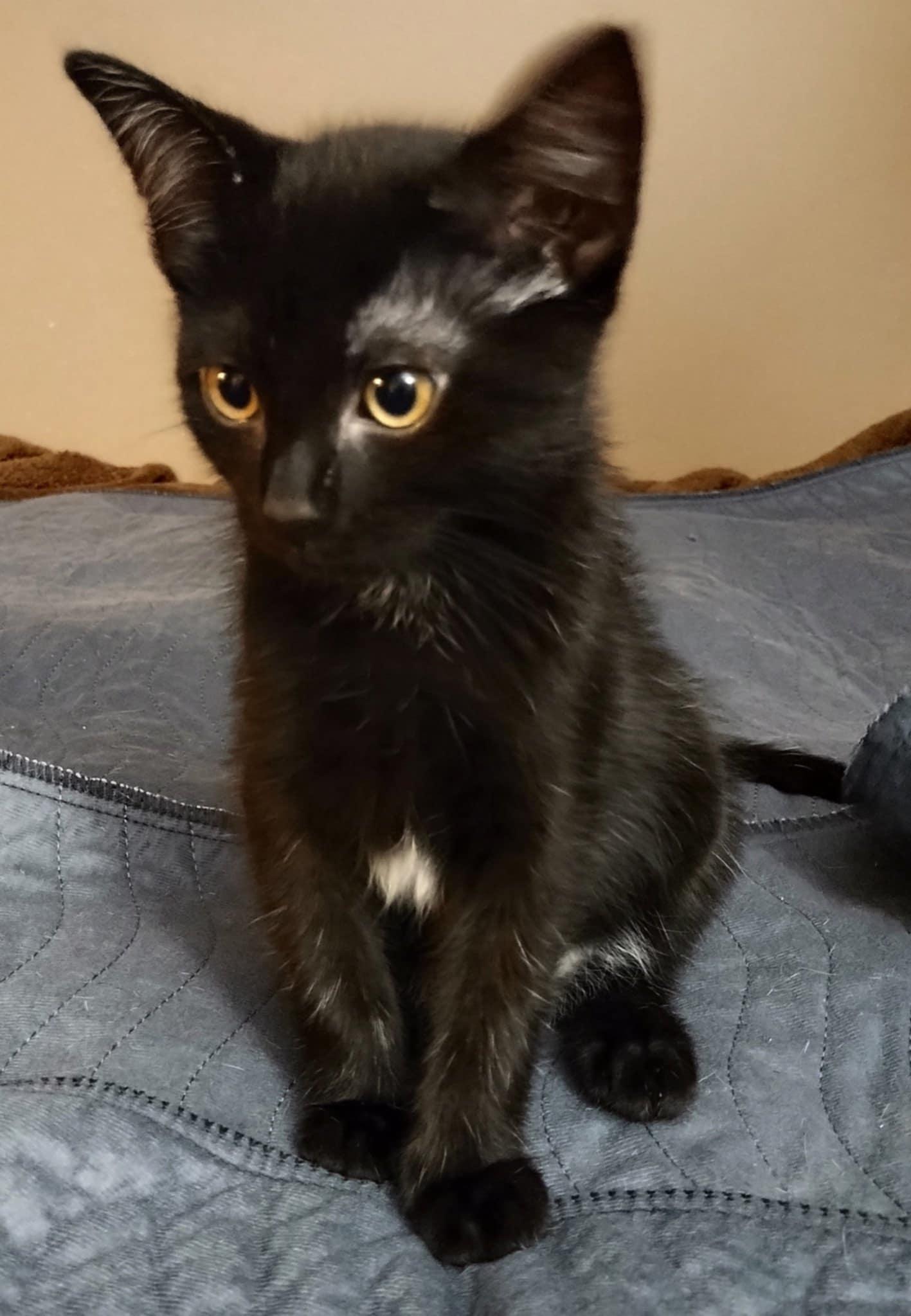 Peter, Adopted, Kitten Male Domestic Short Hair.