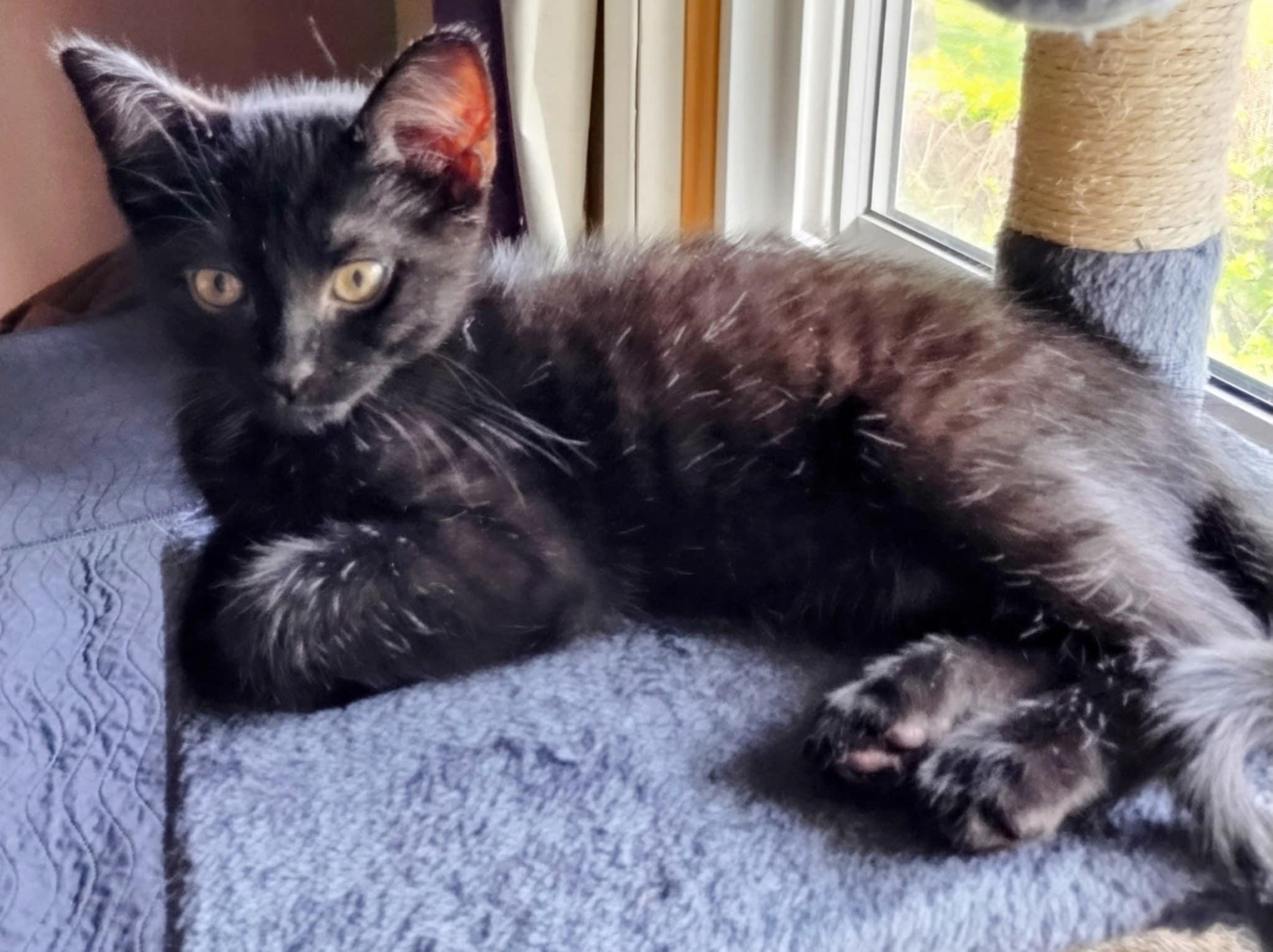 Enlarge Peter, a Adopted Domestic Short Hair in Fonthill, ON image 4/4