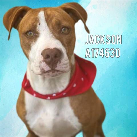 JACKSON, Adoptable, Young Male Pit Bull Terrier & Mixed Breed.