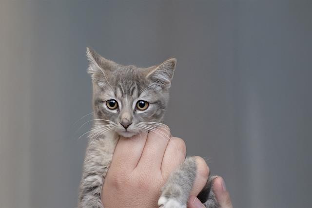 ROSE, Adoptable, Kitten Female Domestic Short Hair.