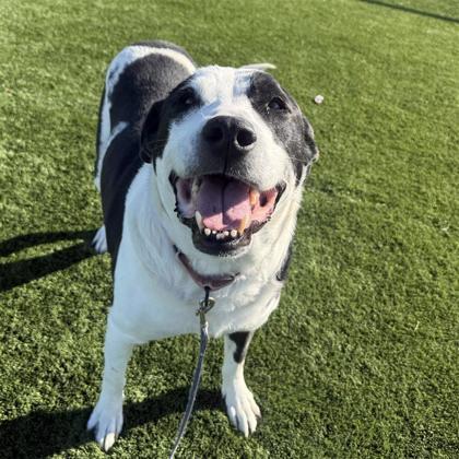 Mumu, Adoptable, Senior Female Mixed Breed & Mixed Breed.