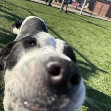 Enlarge Mumu, a Adoptable mixed breed in Dallas, TX image 2/3