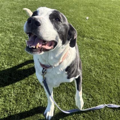 Enlarge Mumu, a Adoptable mixed breed in Dallas, TX image 3/3