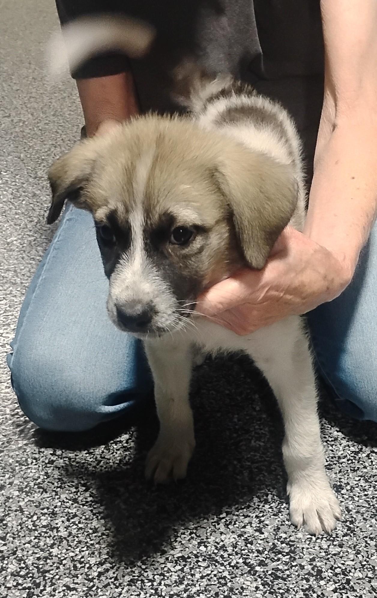 Hallee, a ADOPTABLE mixed breed in Sulphur, OK image 3/4