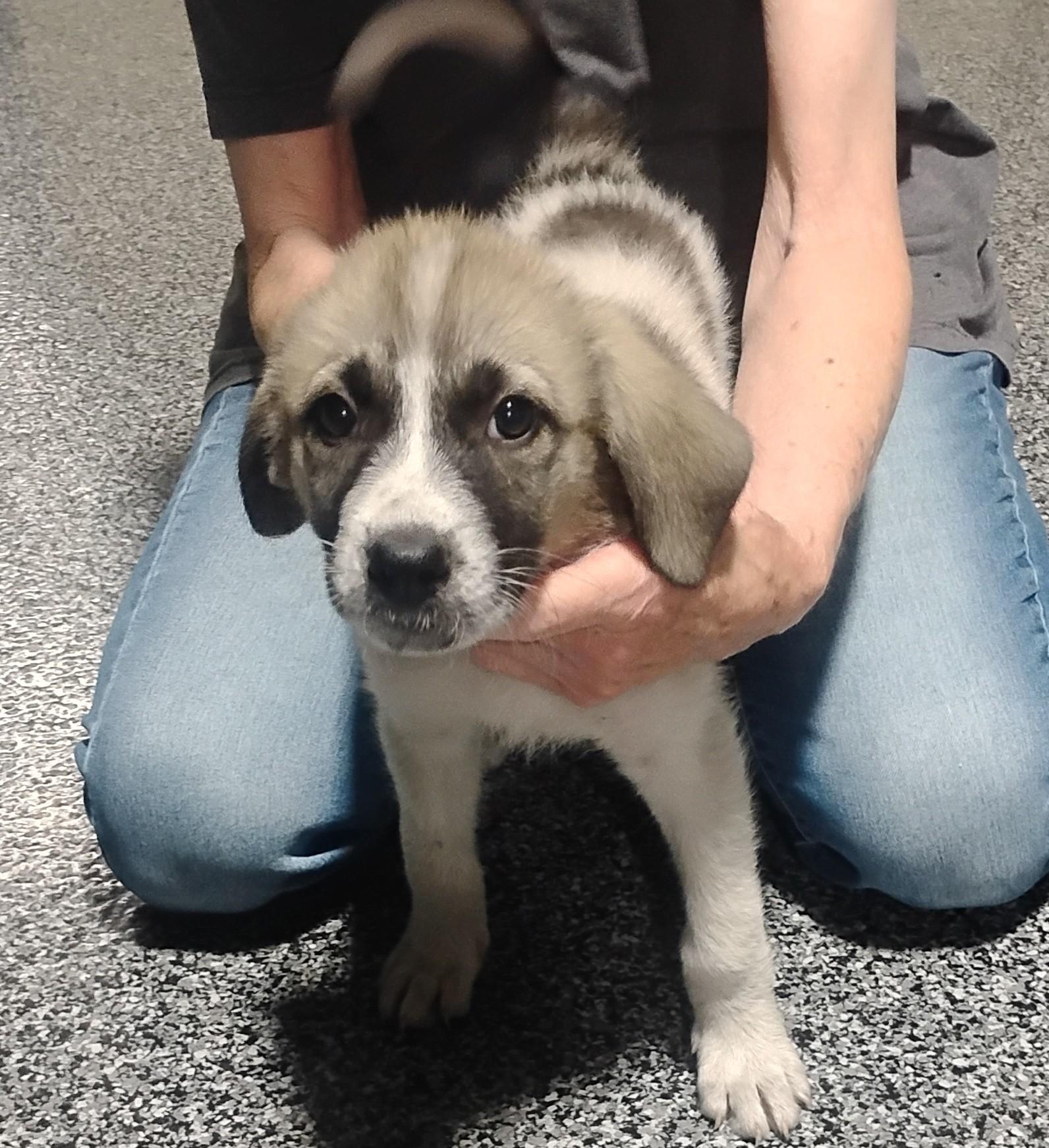 Hallee, a ADOPTABLE mixed breed in Sulphur, OK image 4/4