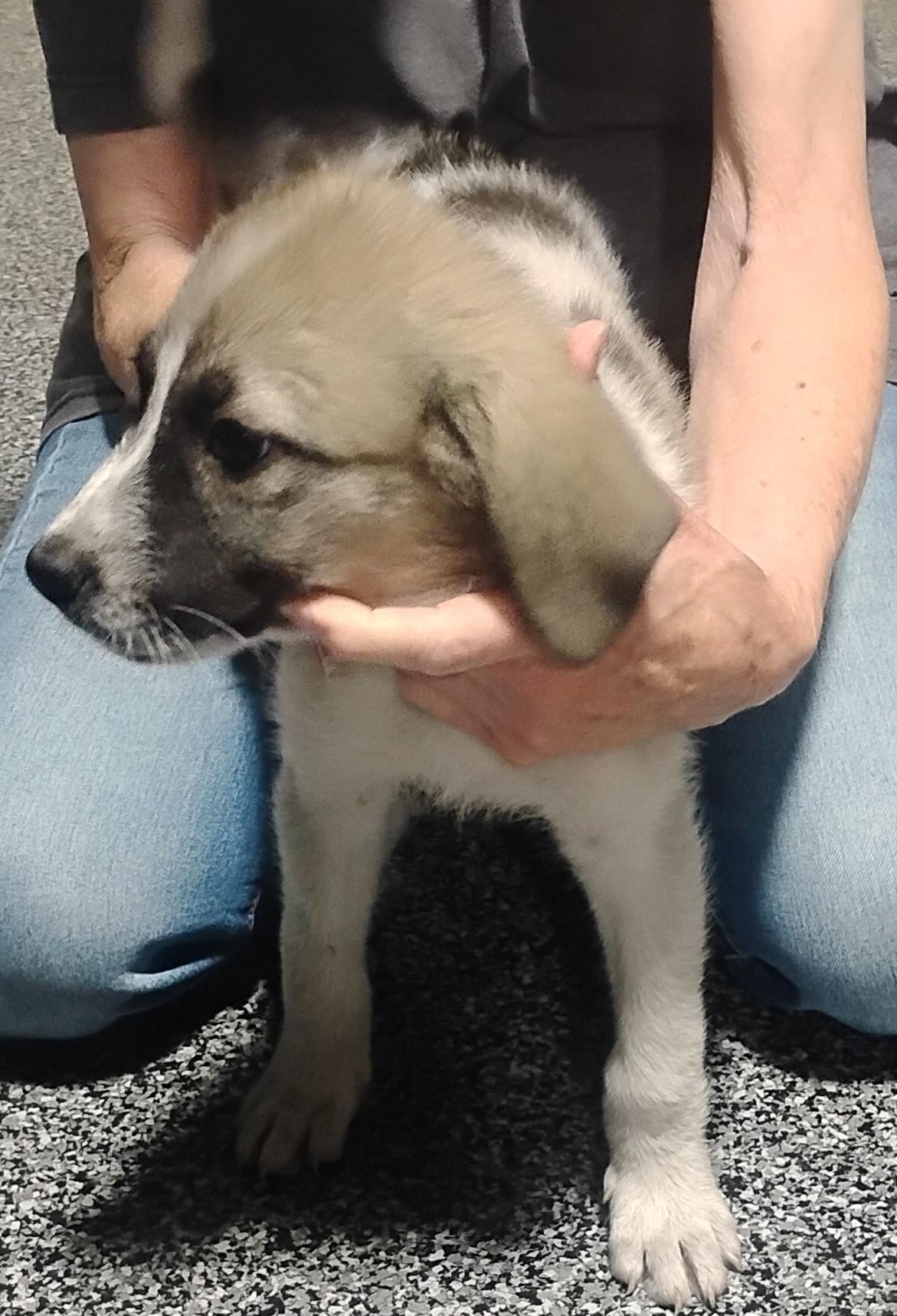 Hallee, a ADOPTABLE mixed breed in Sulphur, OK image 2/4