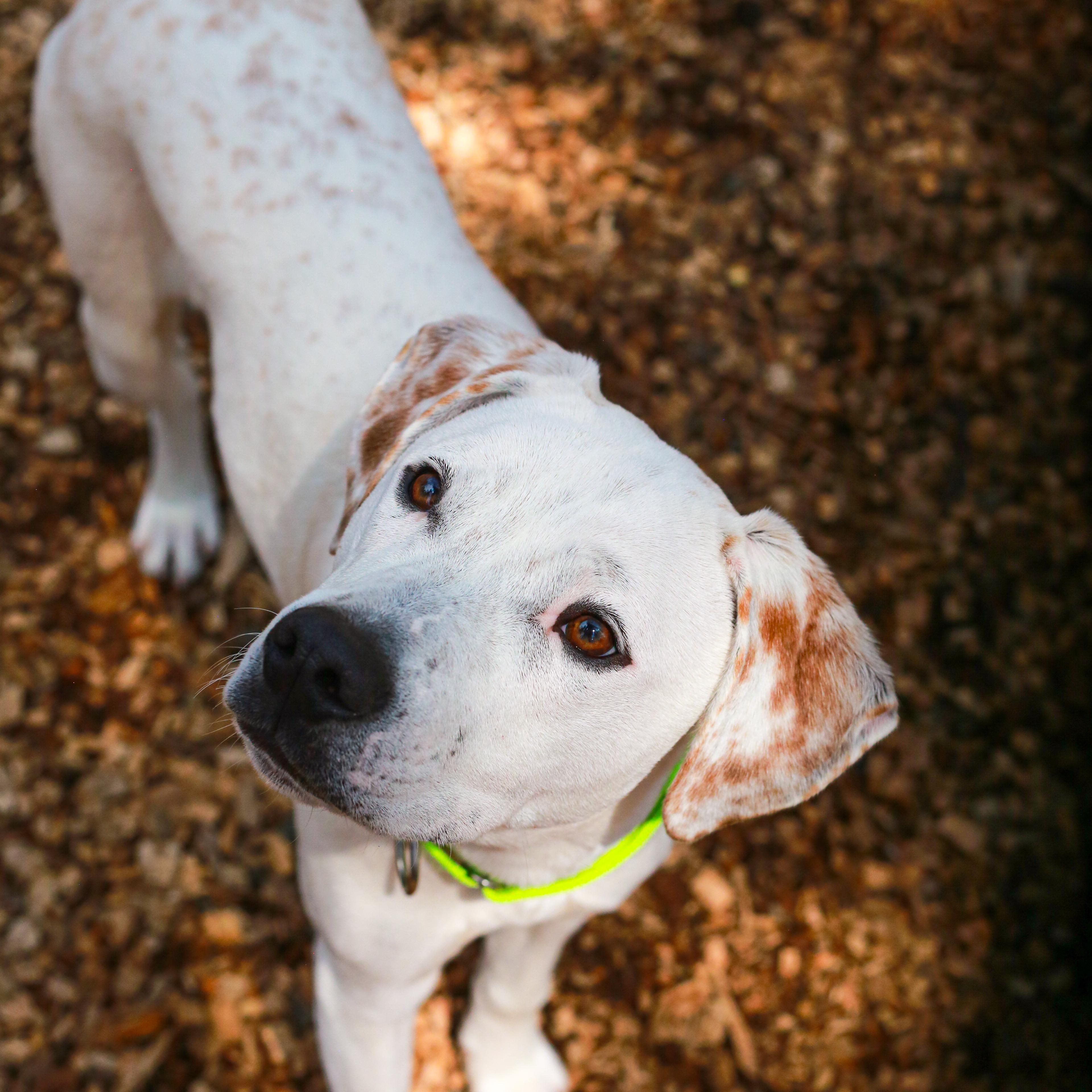 Enlarge Goliath- Deaf Pup, a ADOPTABLE Mixed Breed in Grass Valley, CA image 3/5