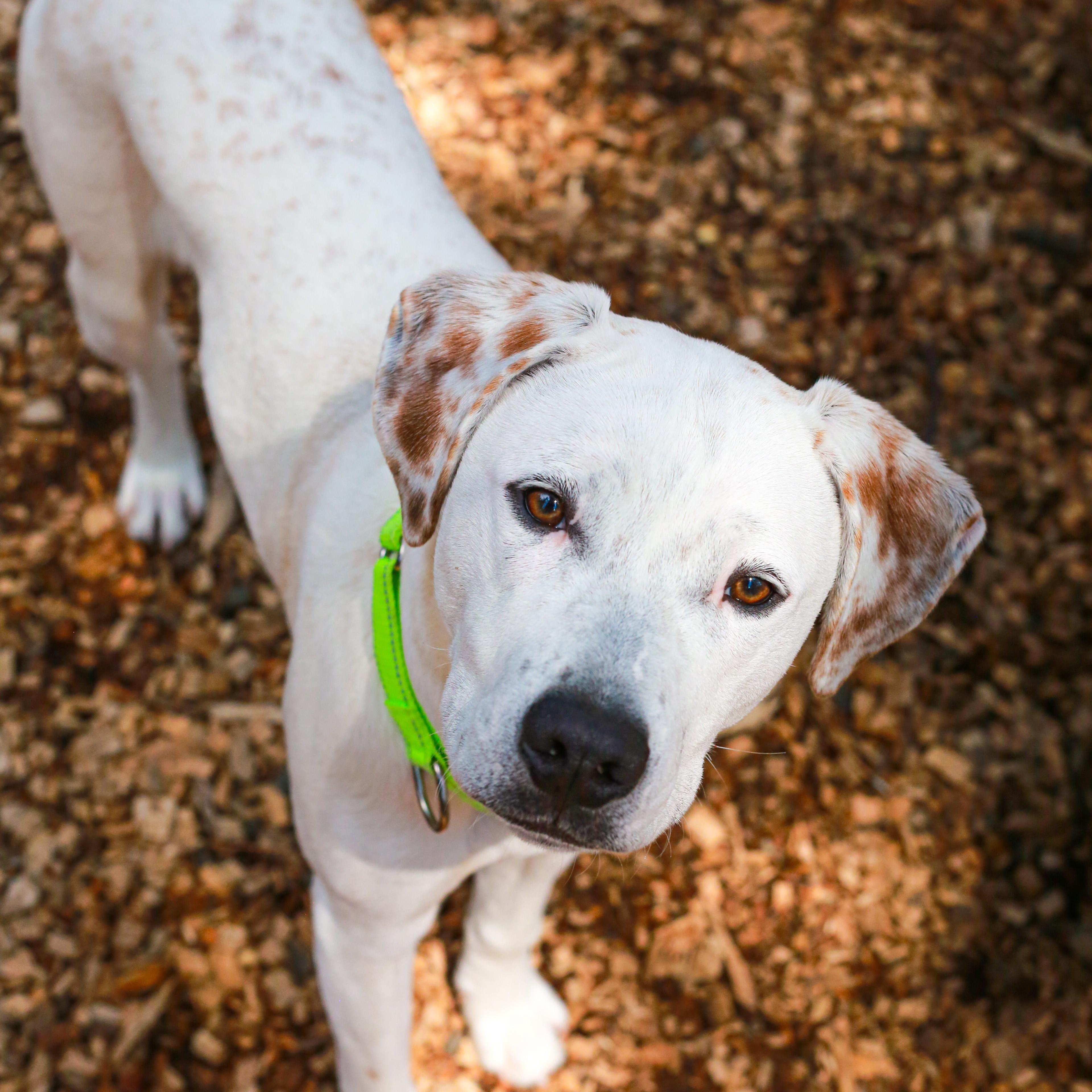 Goliath- Deaf Pup, ADOPTABLE, Puppy Male Mixed Breed.