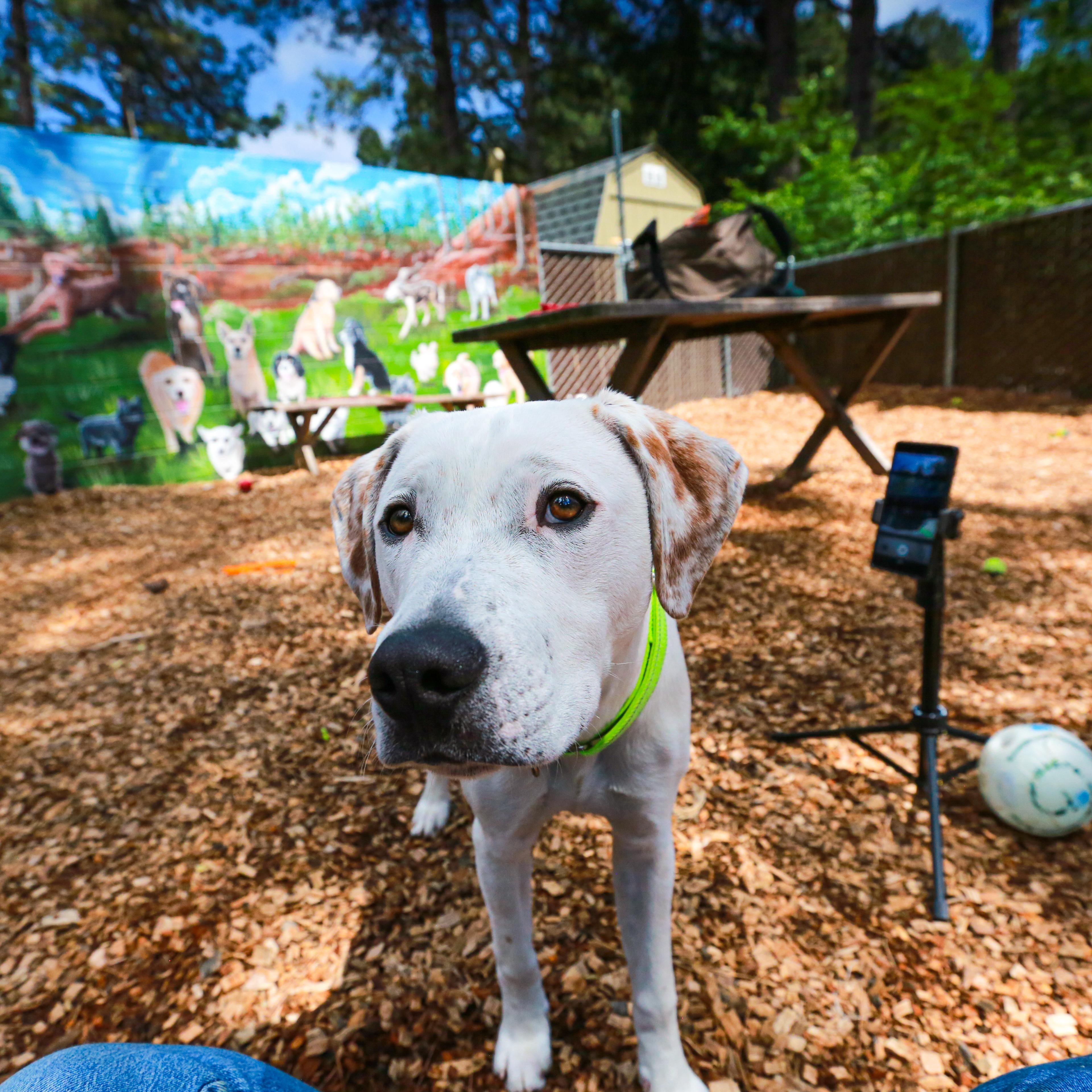 Enlarge Goliath- Deaf Pup, a ADOPTABLE Mixed Breed in Grass Valley, CA image 5/5