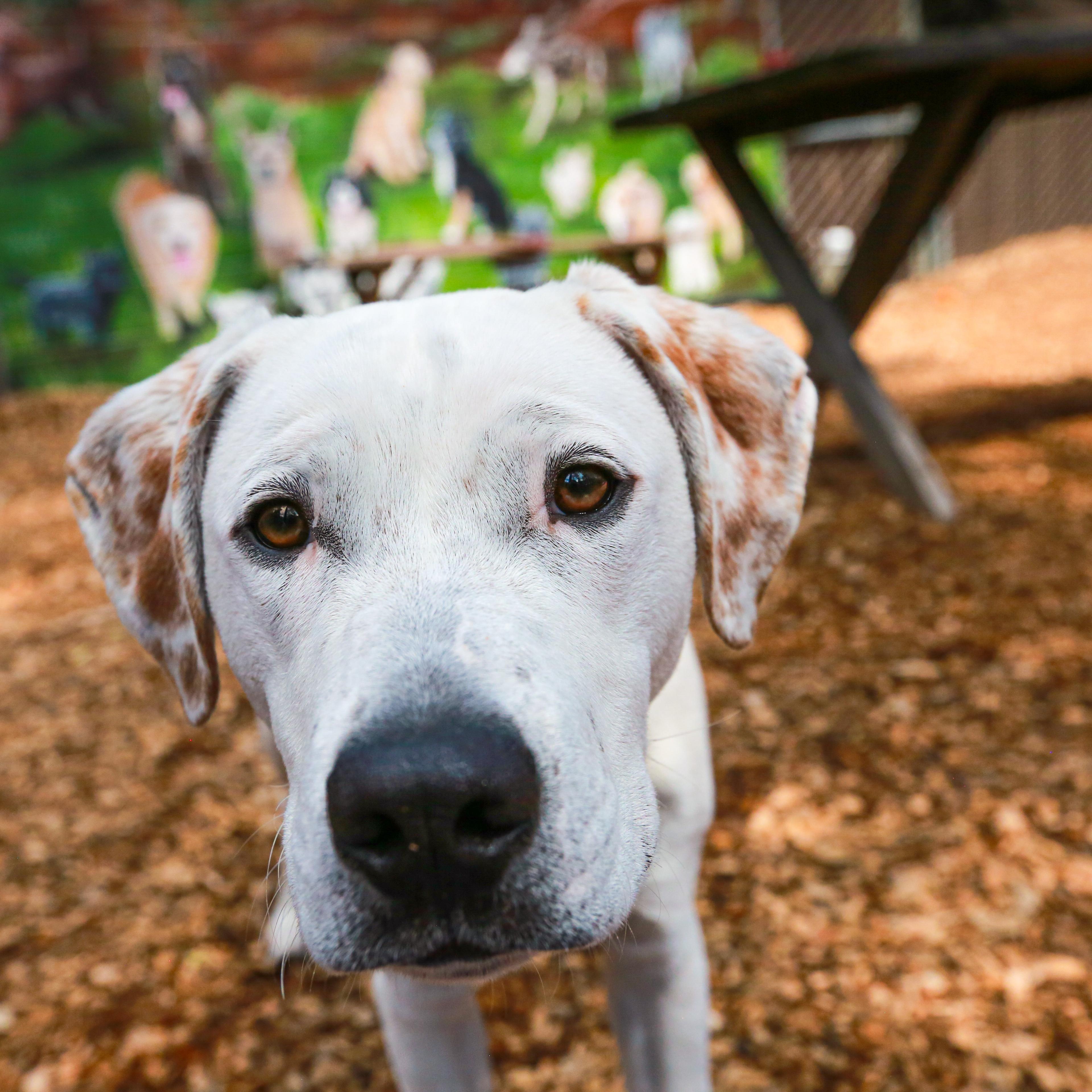 Enlarge Goliath- Deaf Pup, a ADOPTABLE Mixed Breed in Grass Valley, CA image 2/5