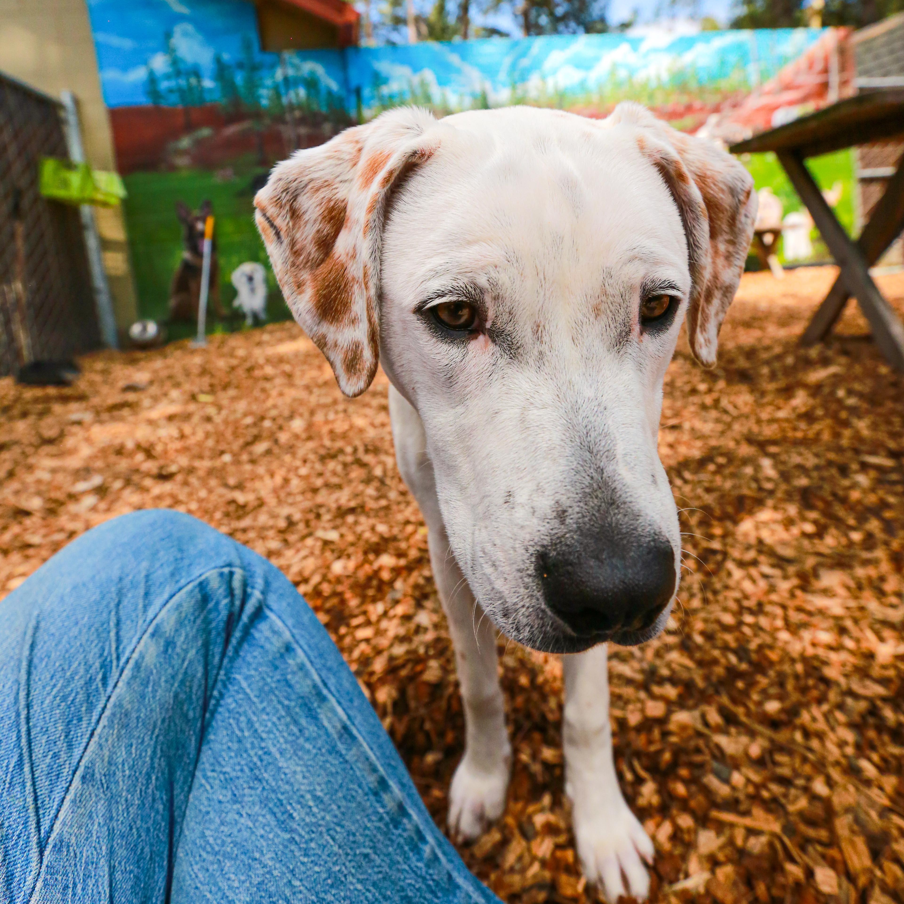 Enlarge Goliath- Deaf Pup, a ADOPTABLE Mixed Breed in Grass Valley, CA image 4/5