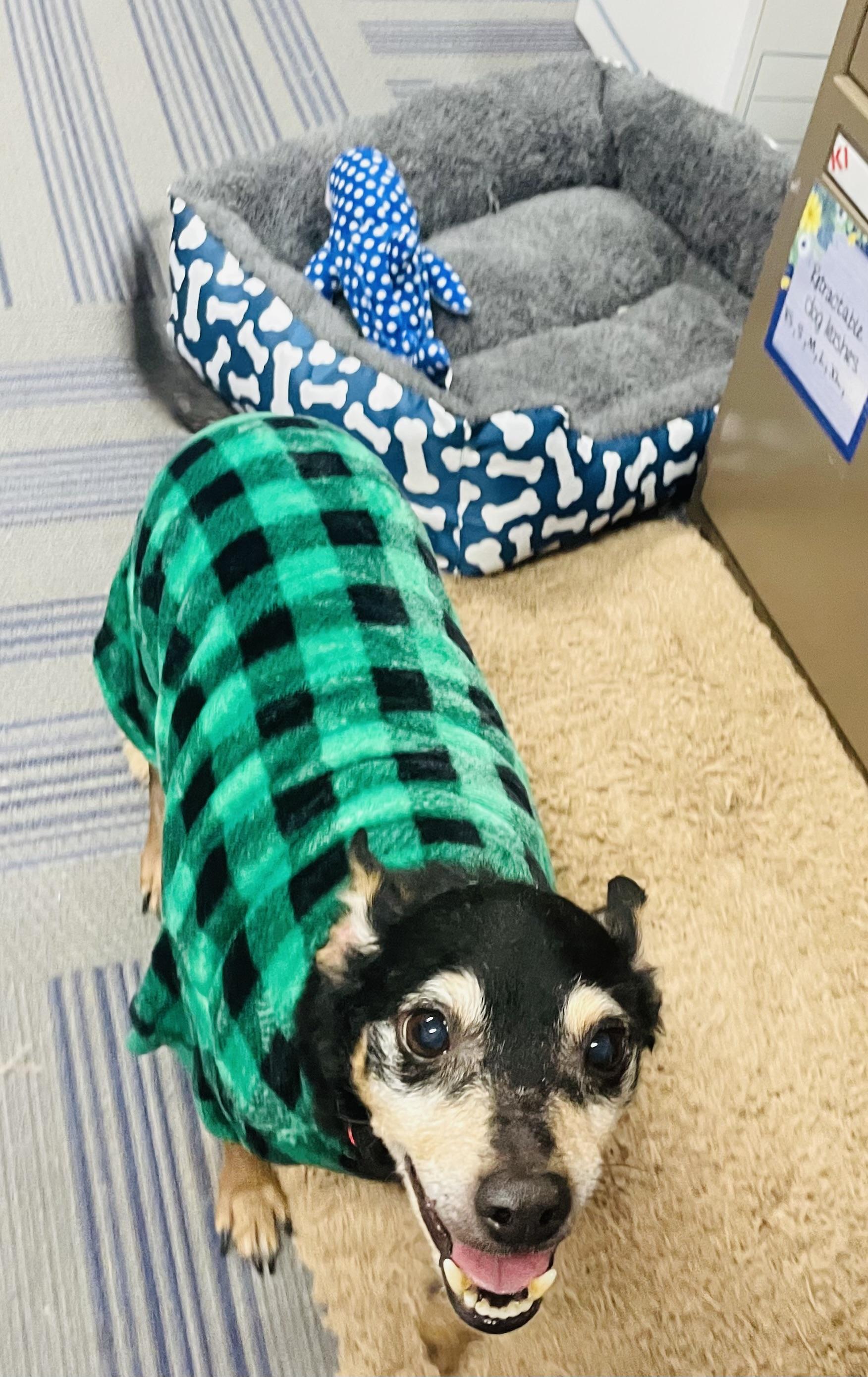 Enlarge Bertram, a ADOPTABLE mixed breed in Seabrook, TX image 3/5