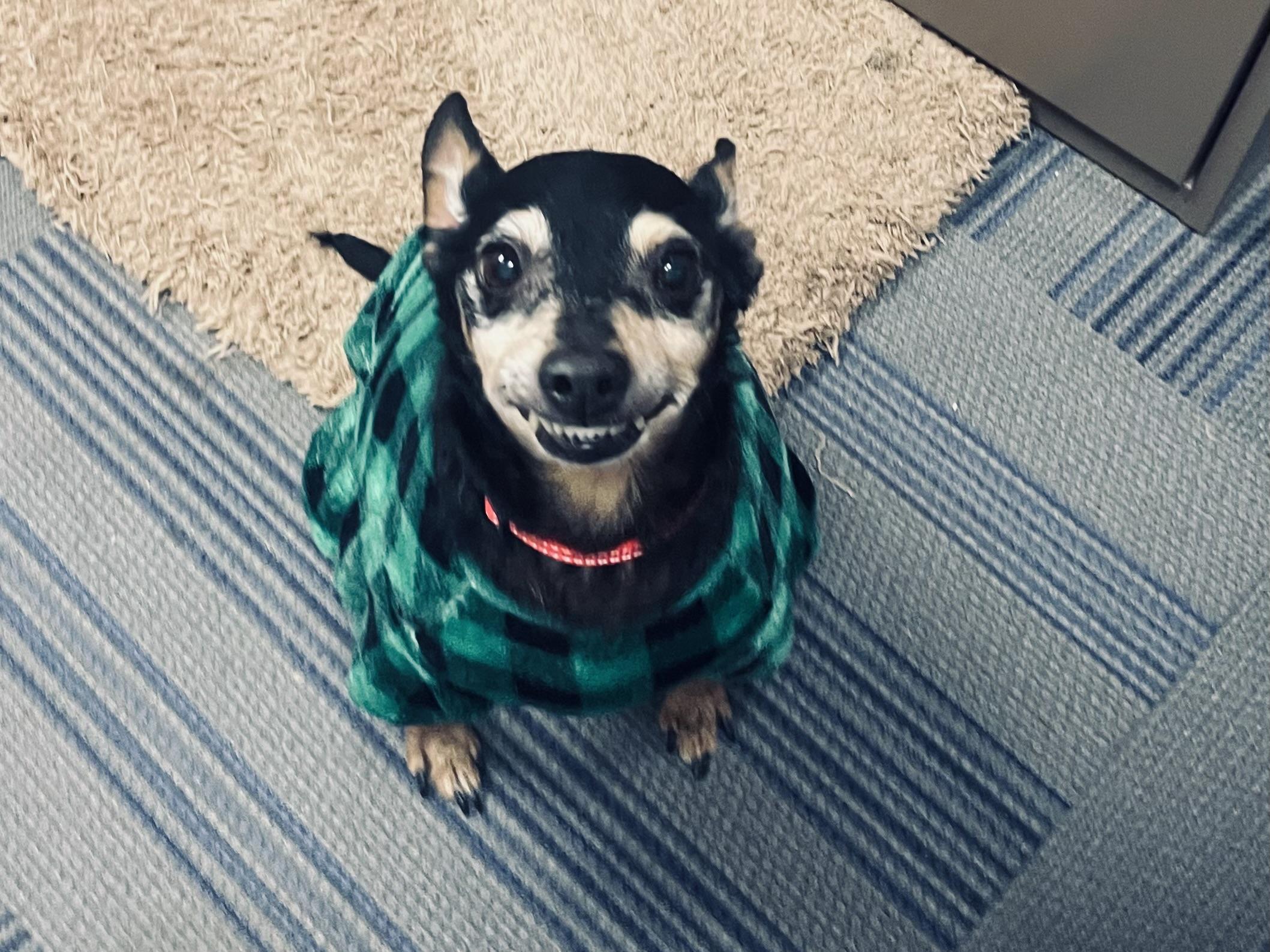 Bertram, ADOPTABLE, Senior Male Chihuahua & Miniature Pinscher.