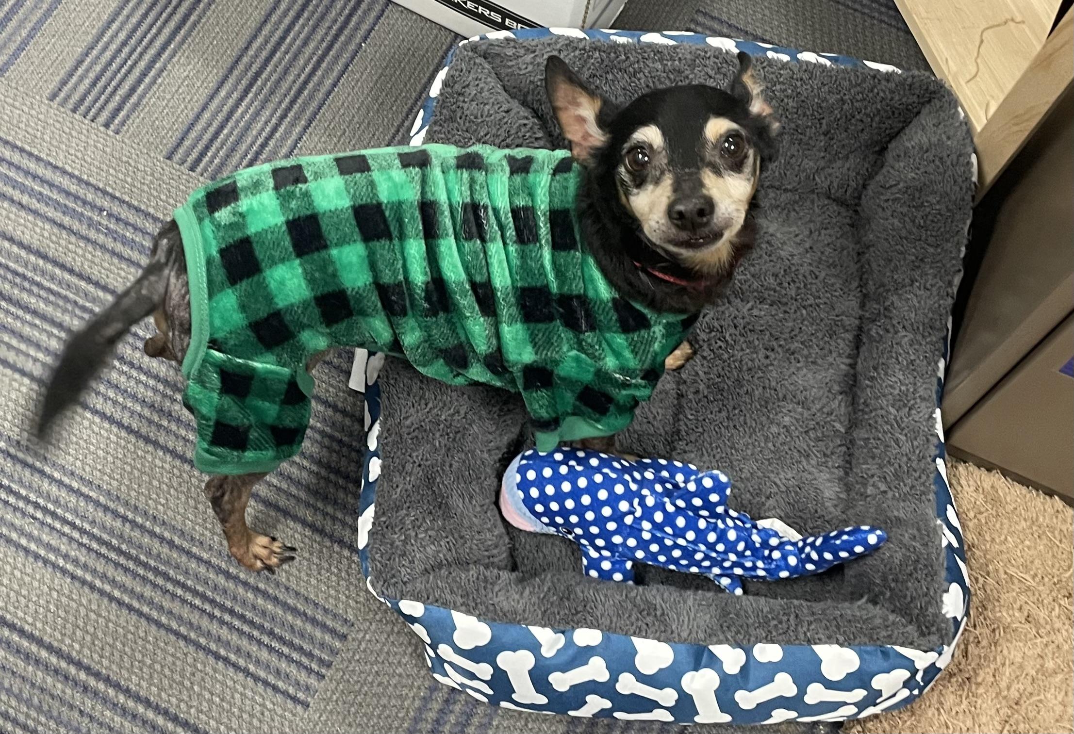 Enlarge Bertram, a ADOPTABLE mixed breed in Seabrook, TX image 4/5