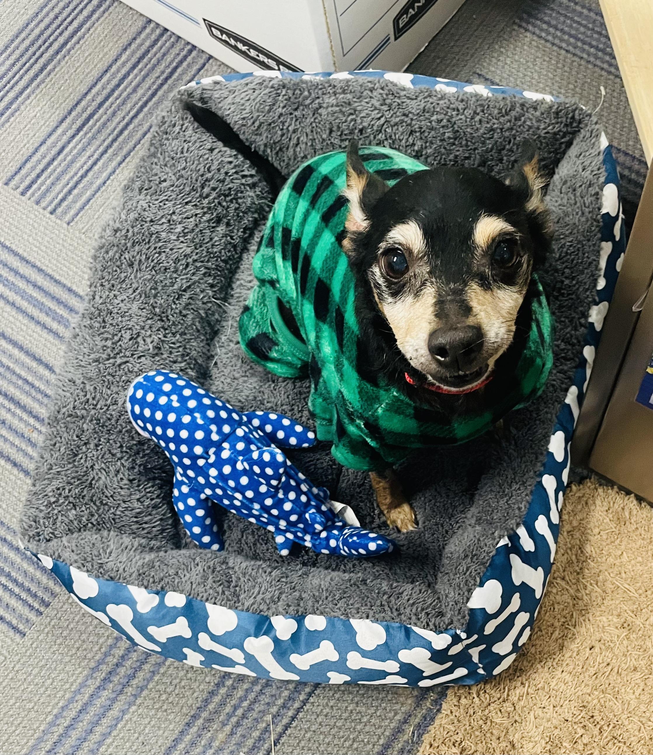 Enlarge Bertram, a ADOPTABLE mixed breed in Seabrook, TX image 2/5