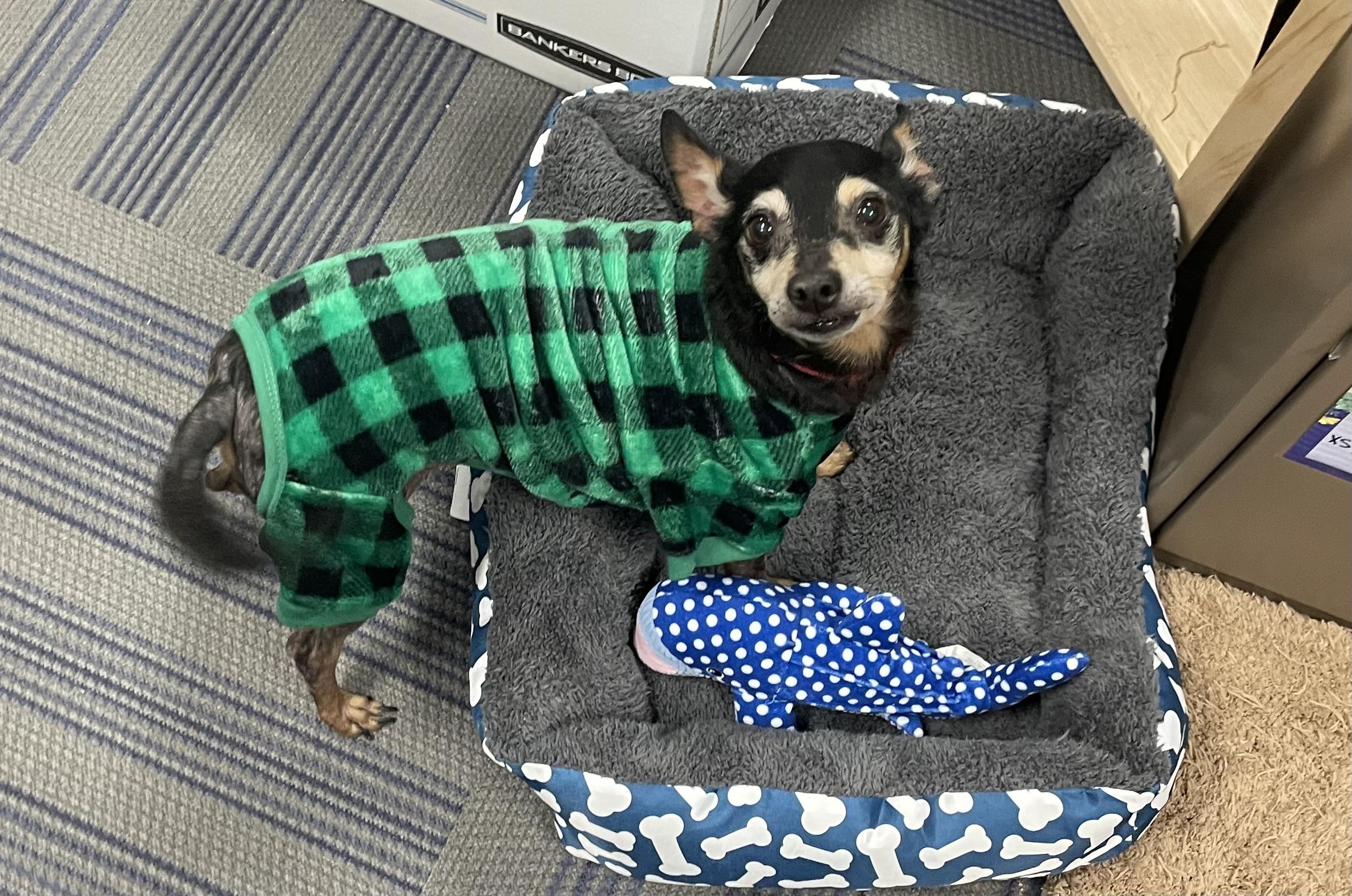 Enlarge Bertram, a ADOPTABLE mixed breed in Seabrook, TX image 5/5