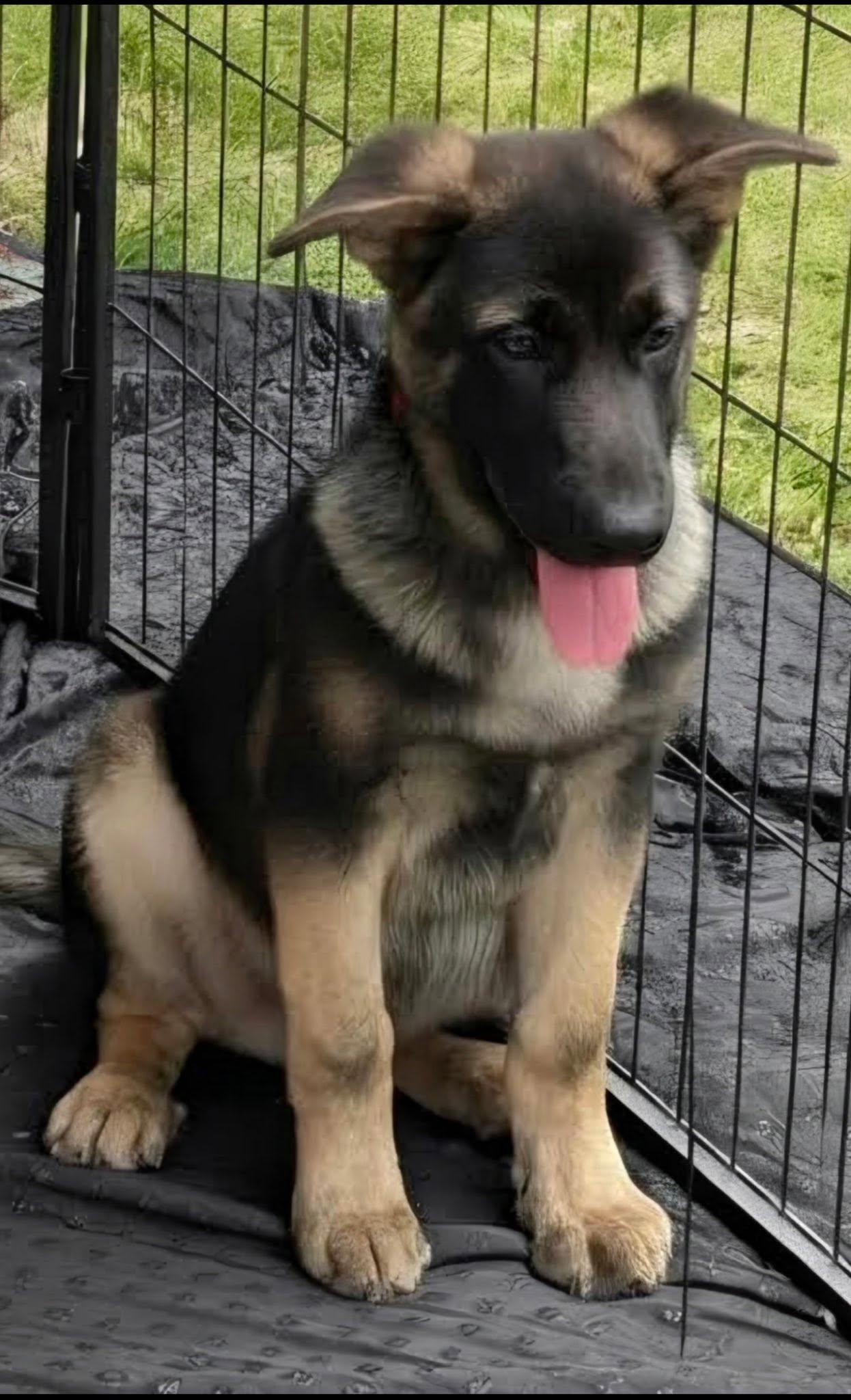Eli, a ADOPTABLE German Shepherd Dog in Brookfield, CT image 3/3