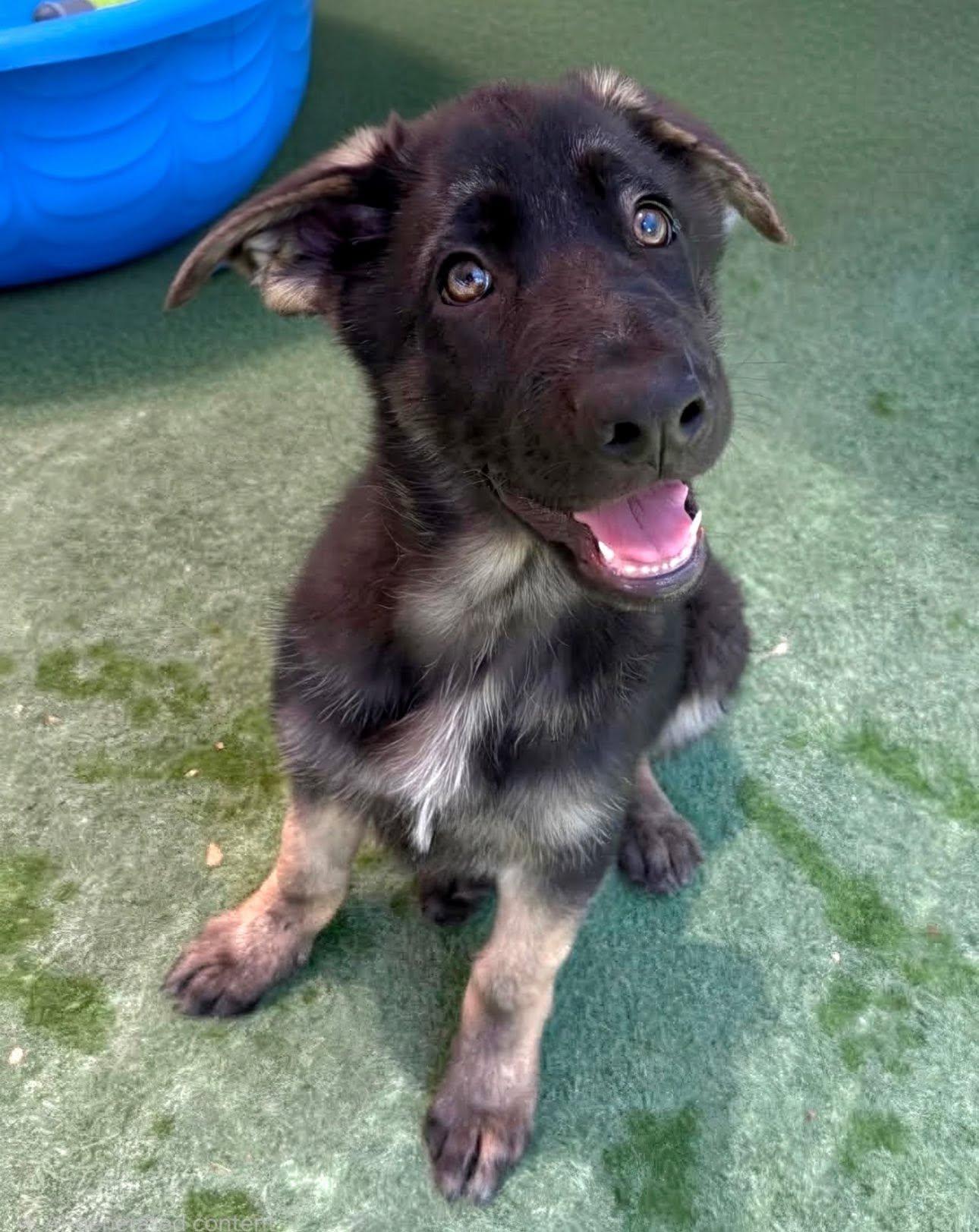 Eli, a ADOPTABLE German Shepherd Dog in Brookfield, CT image 2/3