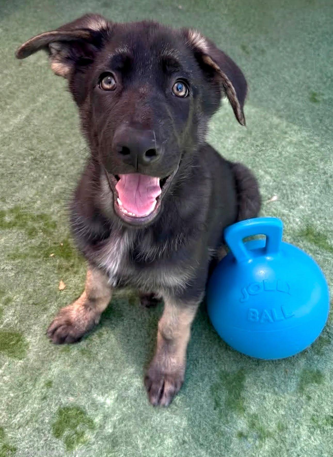 Eli, a ADOPTABLE German Shepherd Dog in Brookfield, CT image 1/3