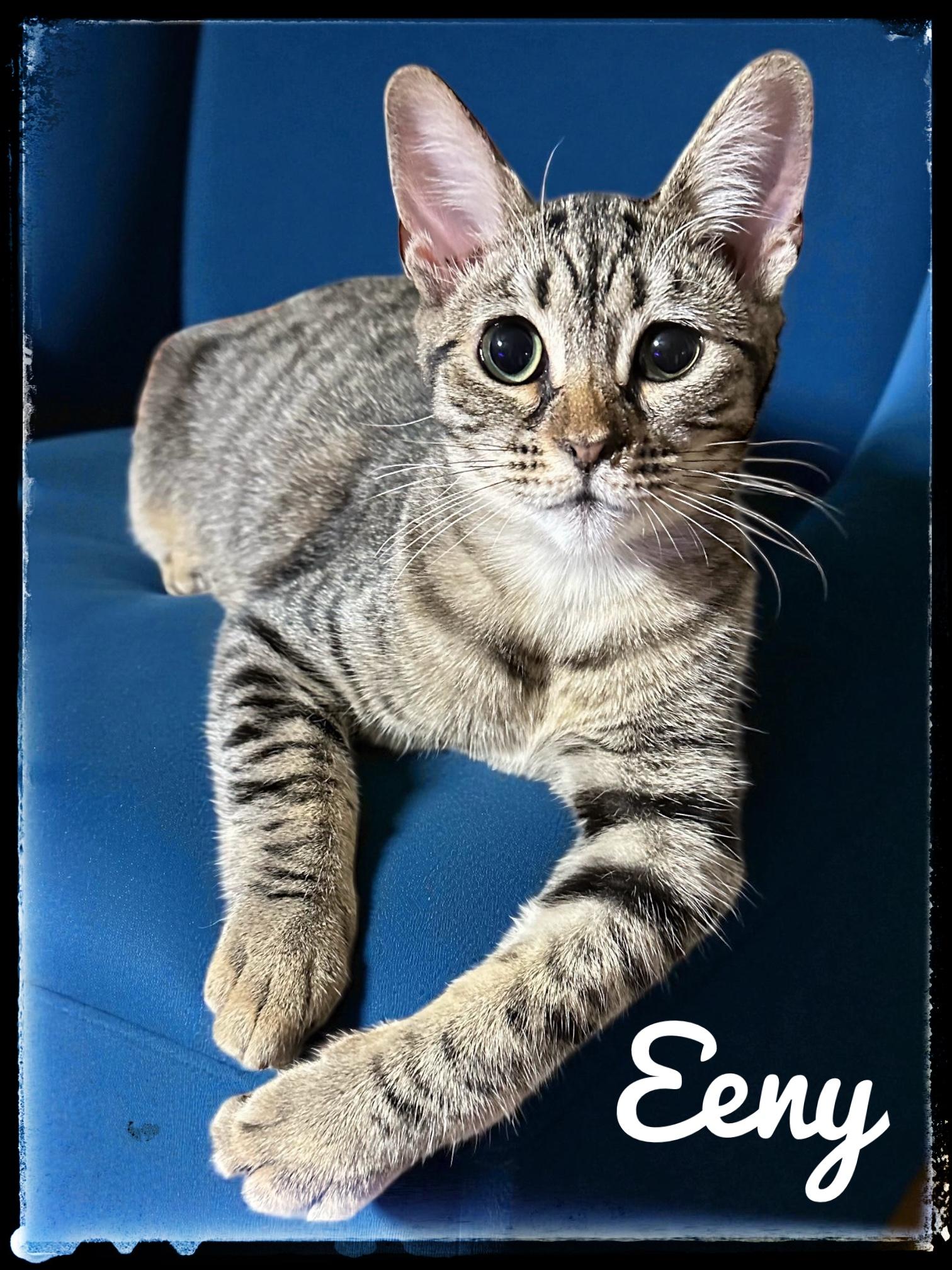 Enlarge Eeny, a Adoptable Domestic Short Hair in El Cajon, CA image 1/1