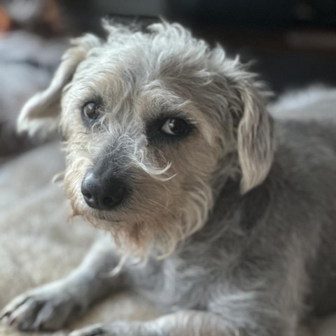 Benji Mason, an adoptable Terrier, Schnauzer in Houston, TX, 77006 | Photo Image 7