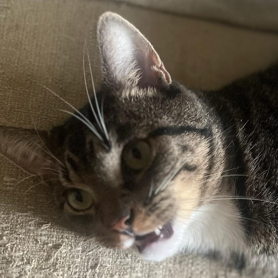 Donatello -- Cuddle Buddy