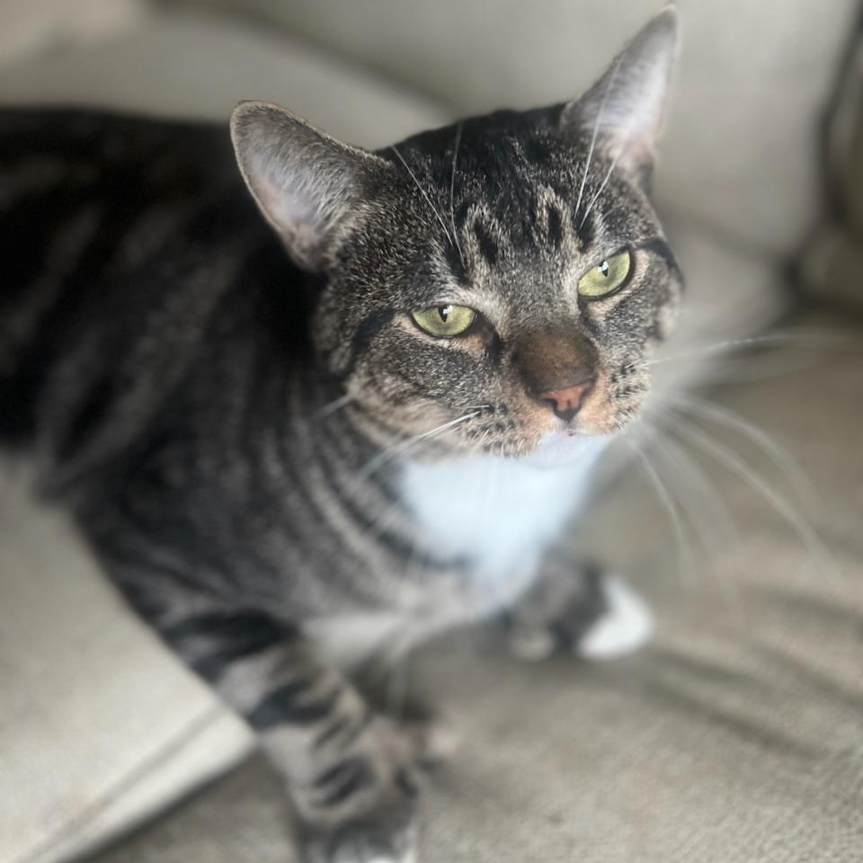 Donatello -- Cuddle Buddy