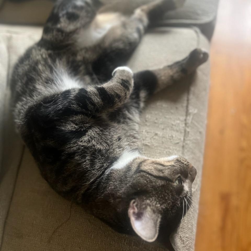 Donatello -- Cuddle Buddy