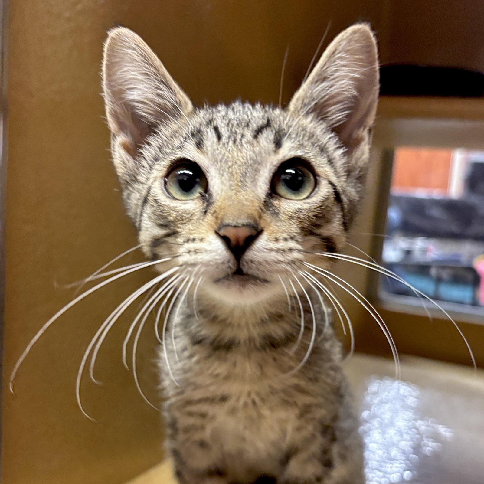 Enlarge Luigi, a Adoptable Domestic Short Hair in Sonora, CA image 1/1
