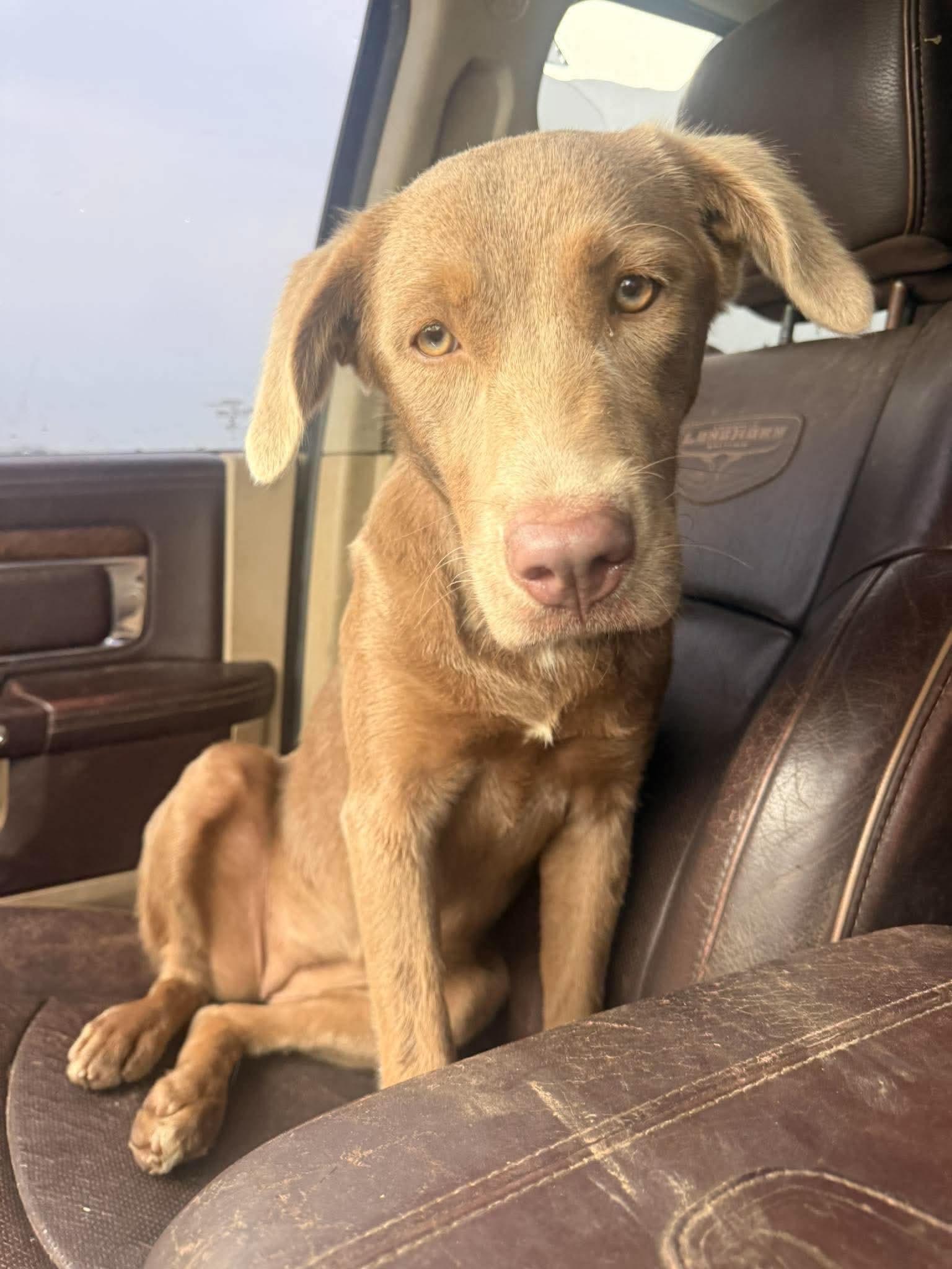 Greta - Foster Needed - photo 1