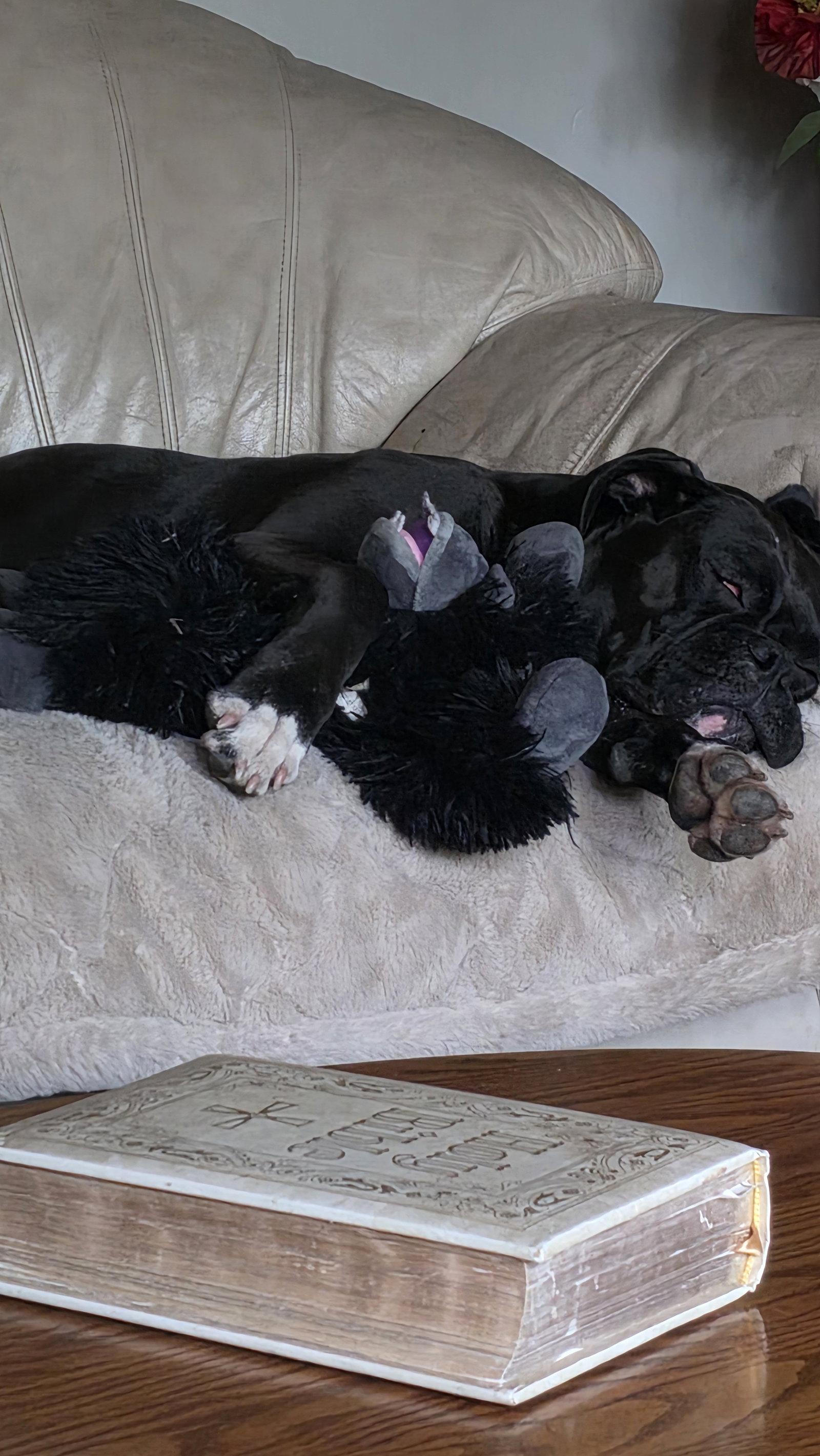 Luna *In a Foster-to-Adopt Home *, Adoptable, Adult Female Boxer.