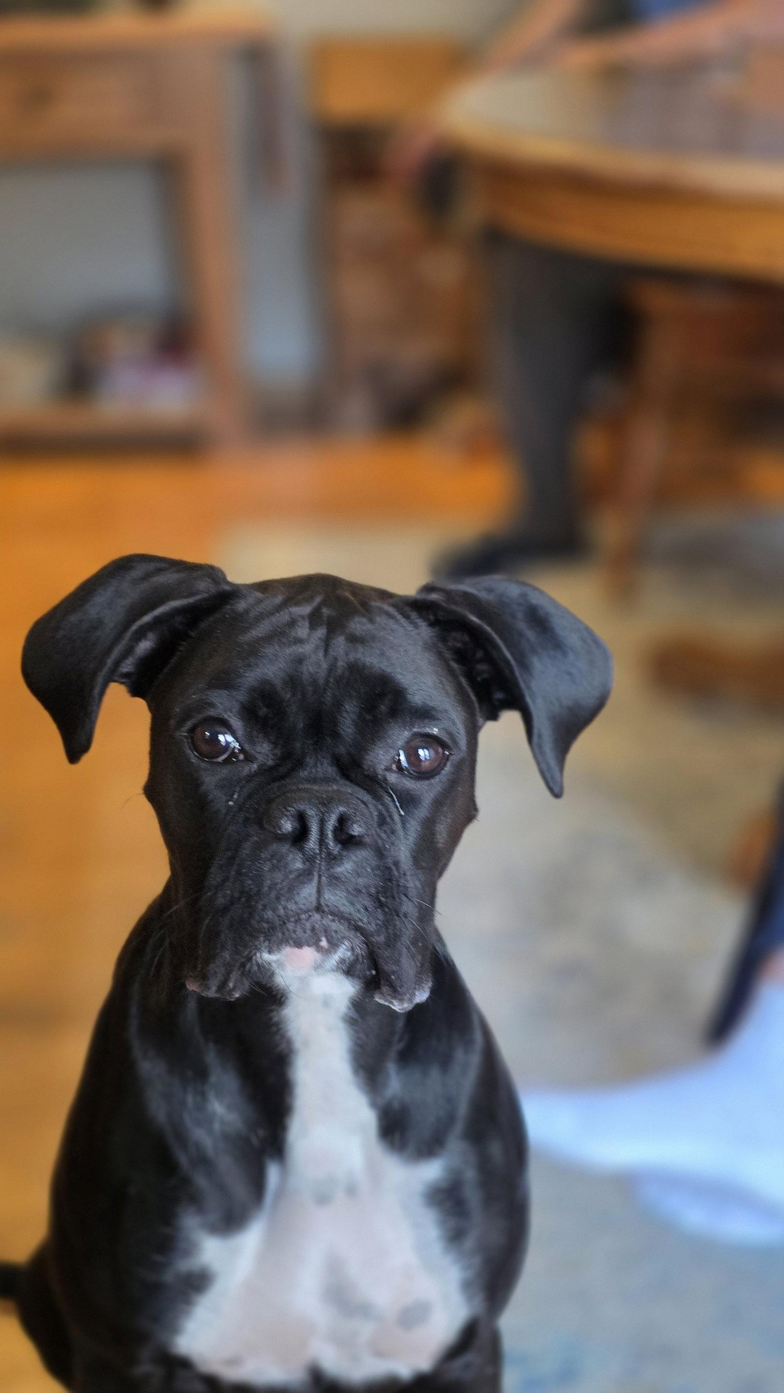 Enlarge Luna *In a Foster-to-Adopt Home *, a Adoptable Boxer in Woodbury, MN image 2/2