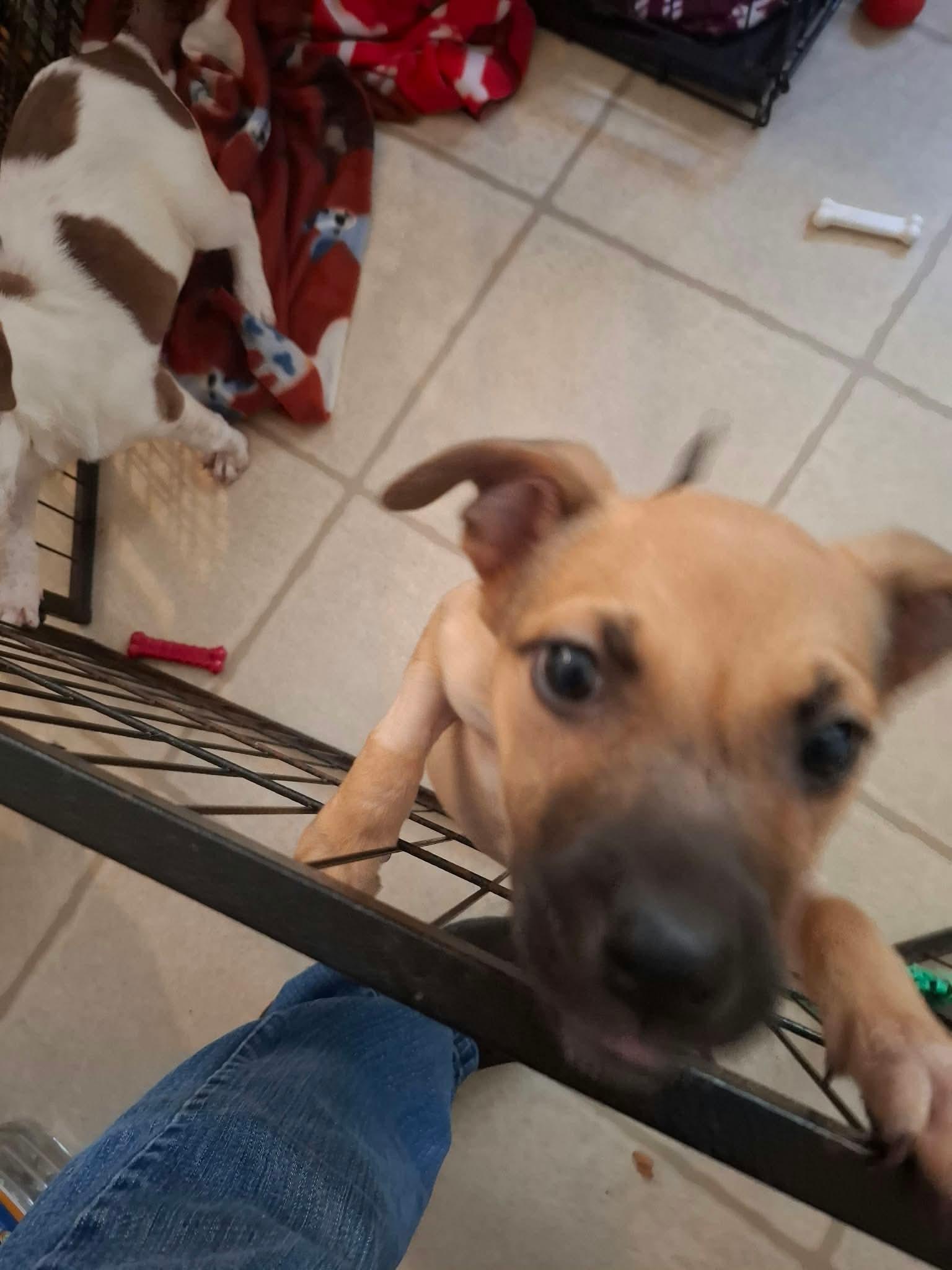 Remi, Adoptable, Puppy Female Labrador Retriever & American Staffordshire Terrier.