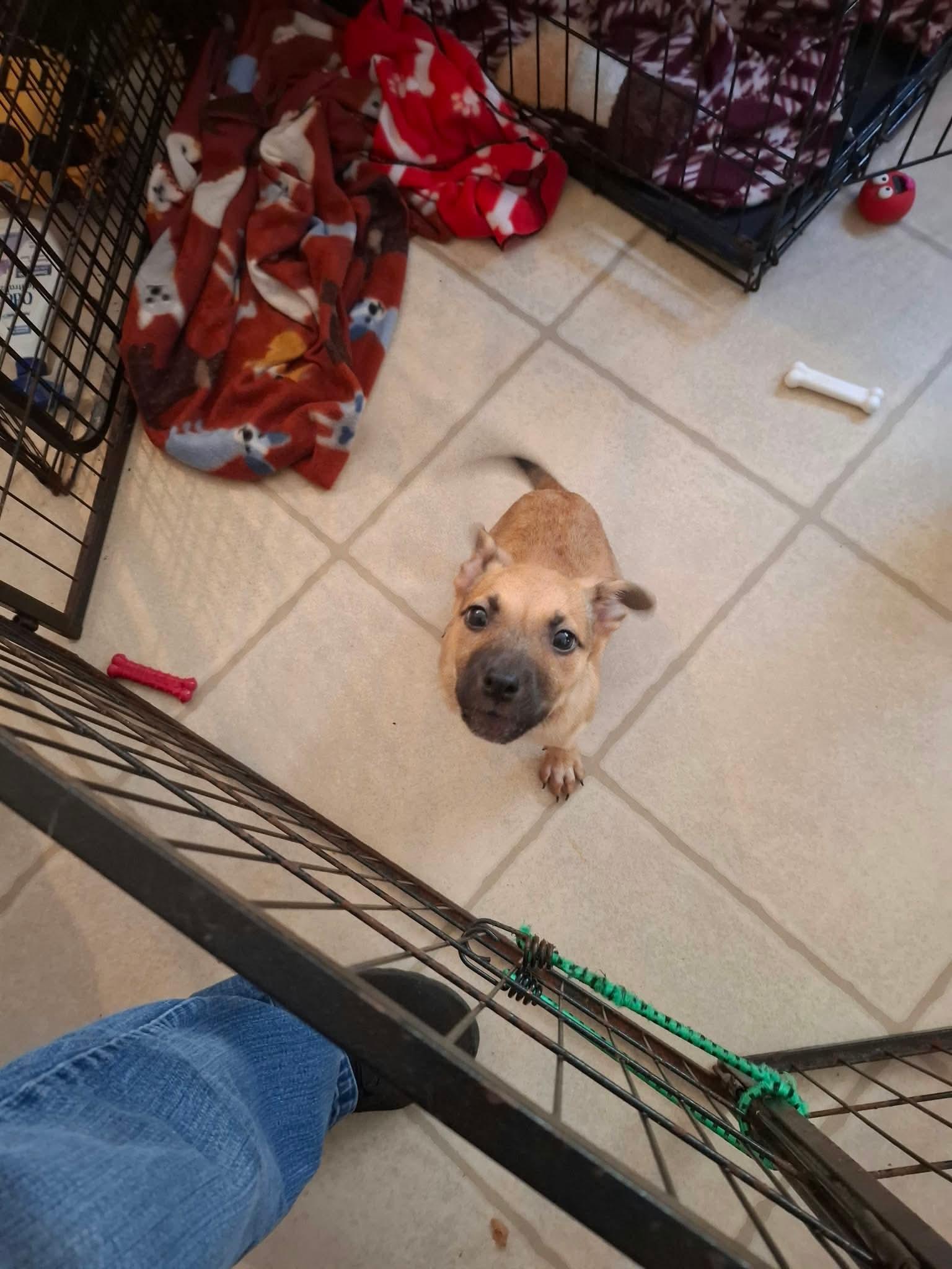 Enlarge Remi, a Adoptable mixed breed in Manalapan, NJ image 3/4