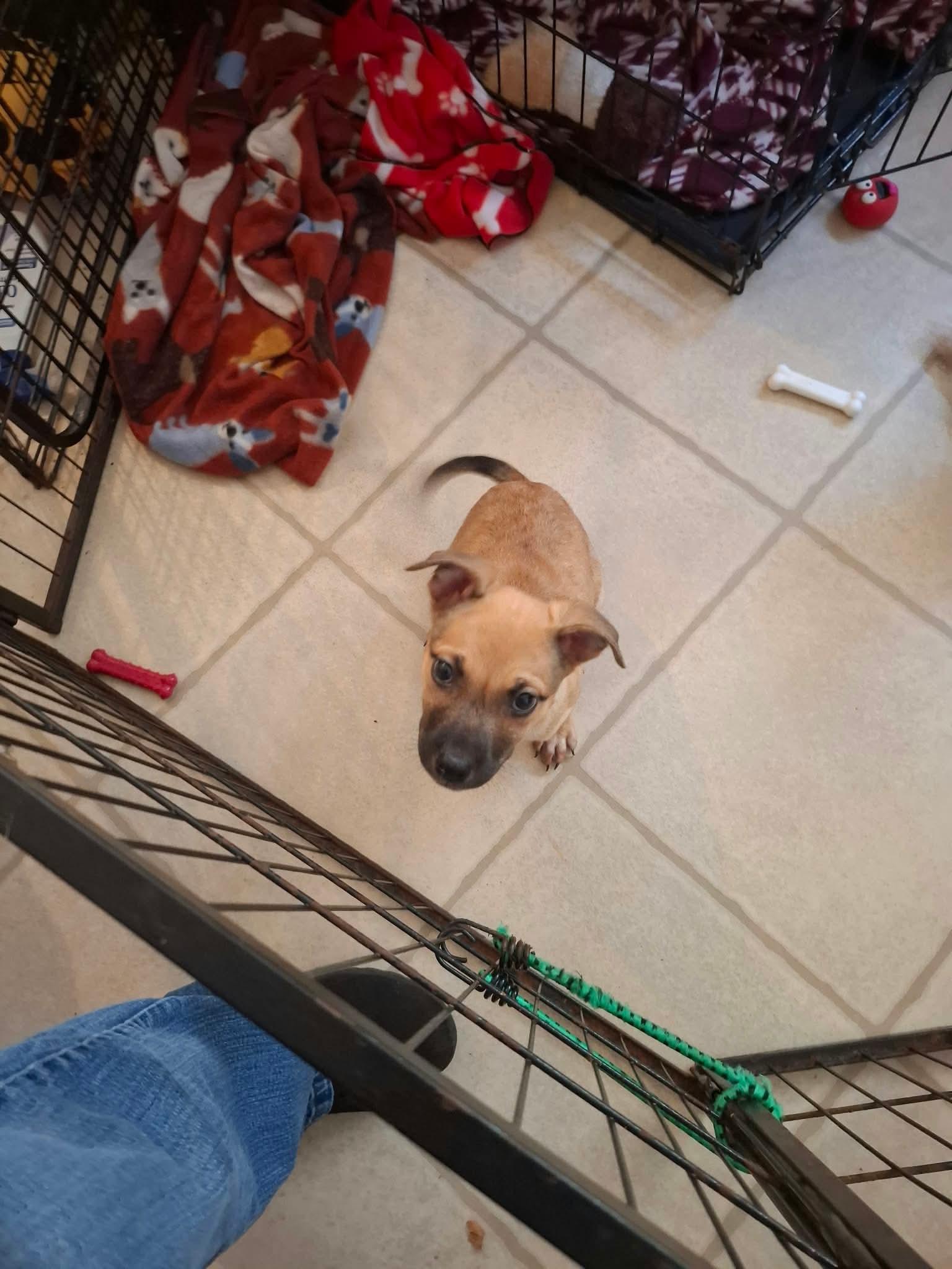 Enlarge Remi, a Adoptable mixed breed in Manalapan, NJ image 2/4