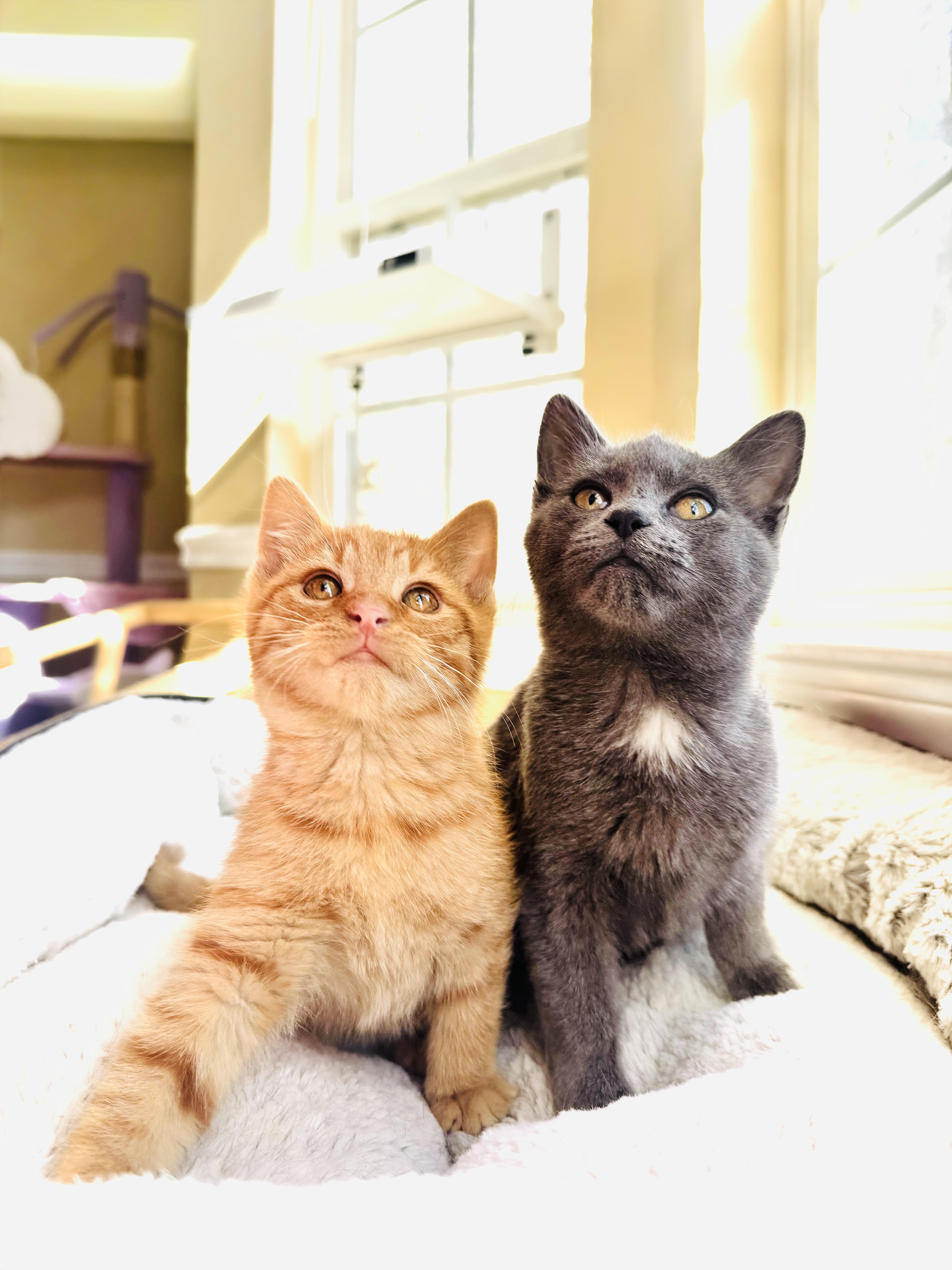 Marmot & Turkey, Adoptable, Kitten Male Domestic Short Hair & Russian Blue.