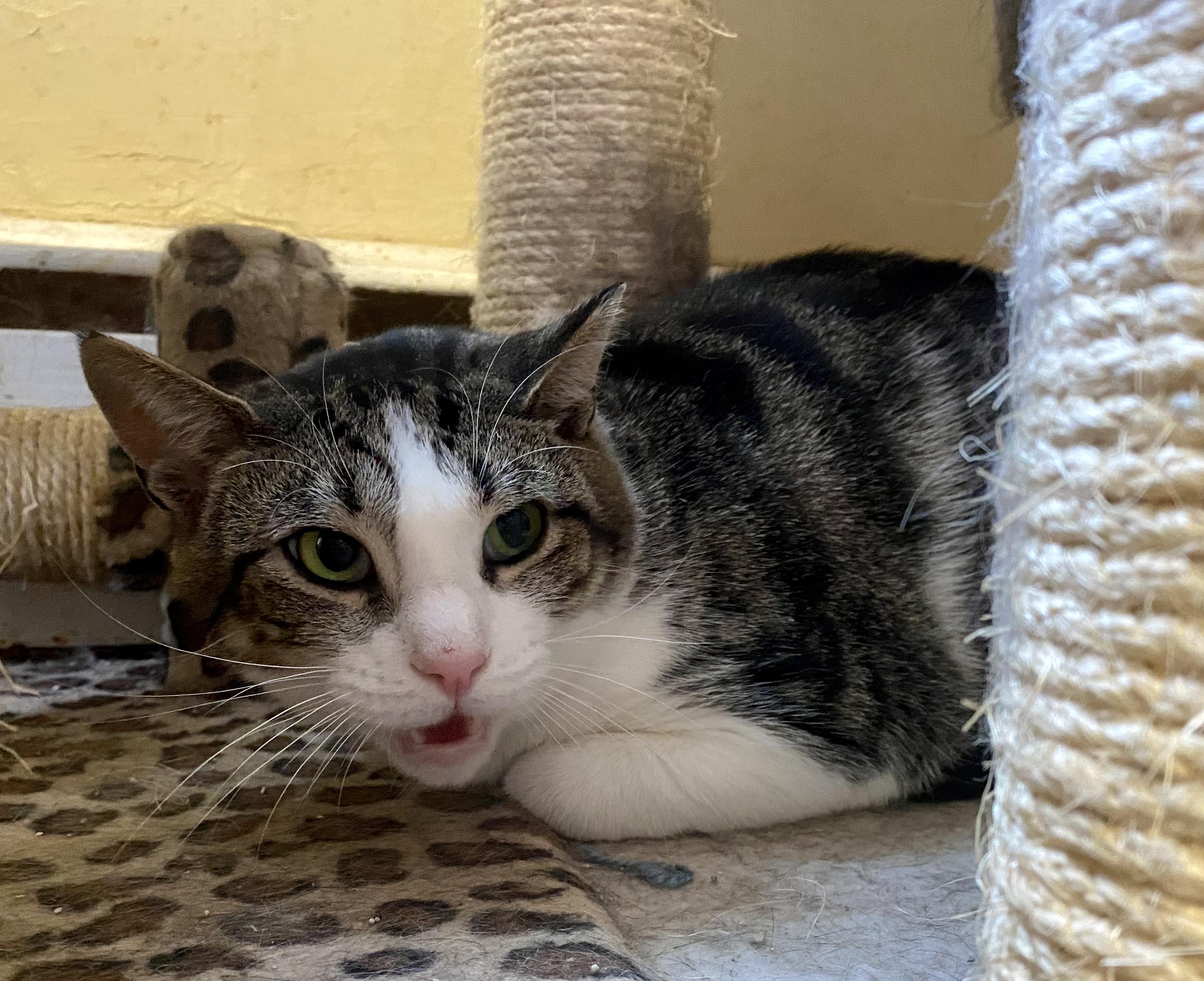 Sweetness, Adoptable, Adult Female American Shorthair.