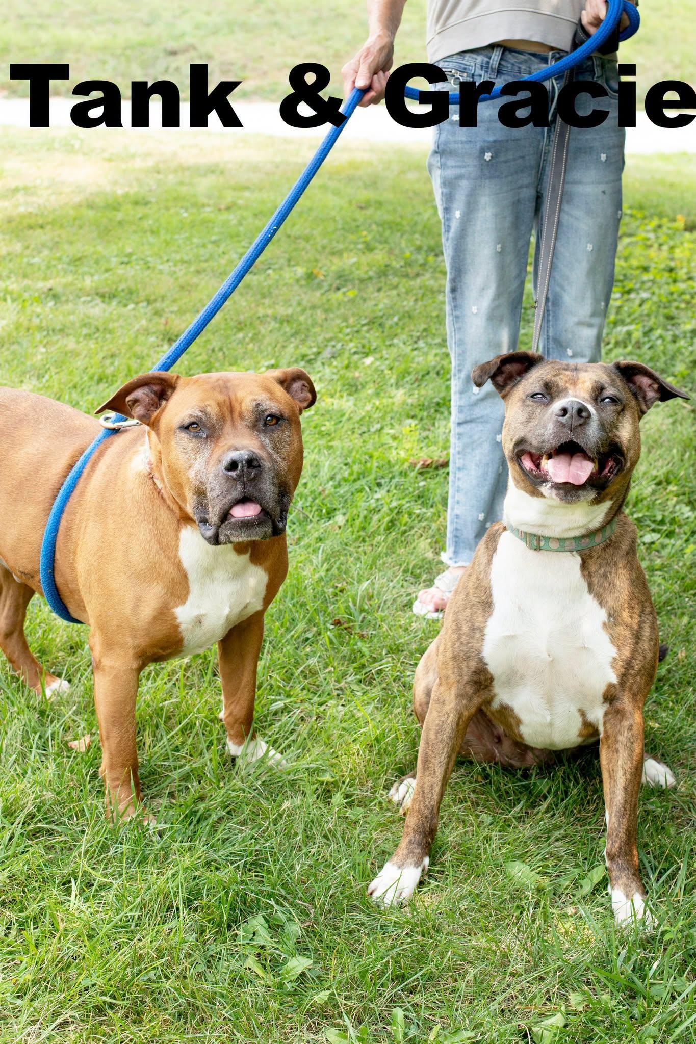 Gracie is bonded with Tank, a ADOPTABLE Mixed Breed in Macomb, IL image 2/2