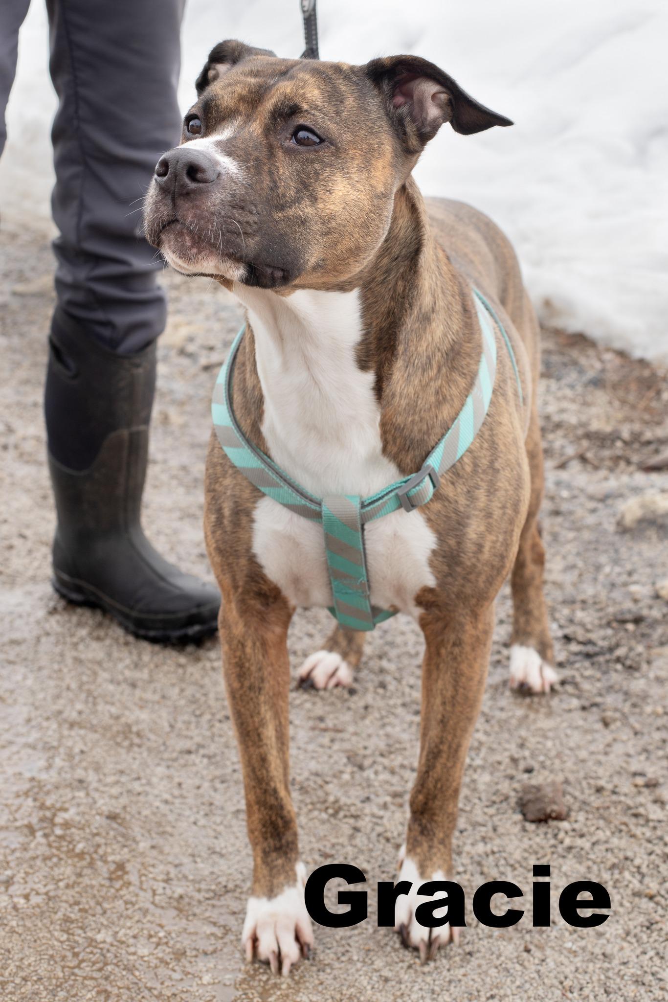 Enlarge Gracie is bonded with Tank, a ADOPTABLE Mixed Breed in Macomb, IL image 1/1