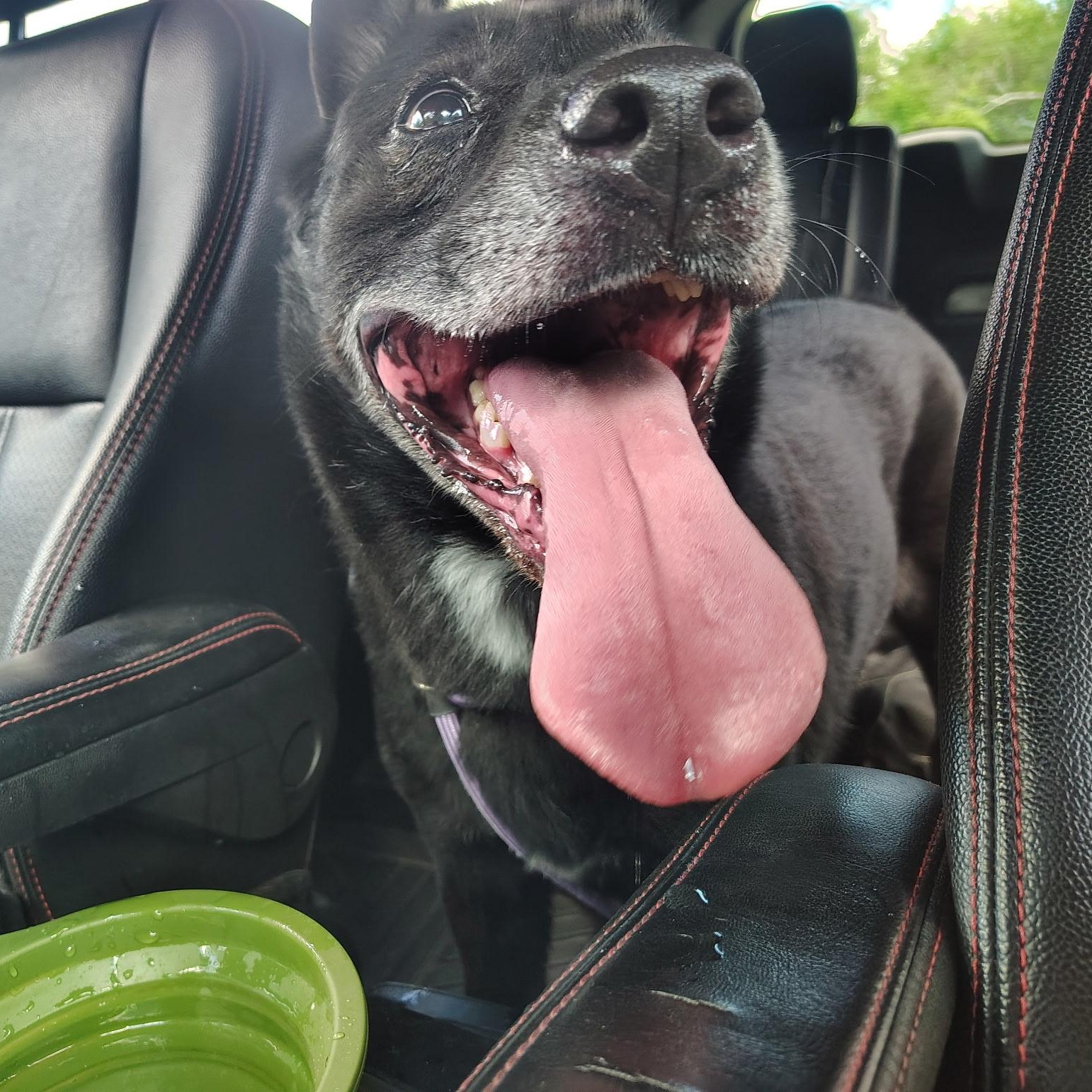 Enlarge Macaroni, a Adoptable Mixed Breed in Groton, CT image 5/6