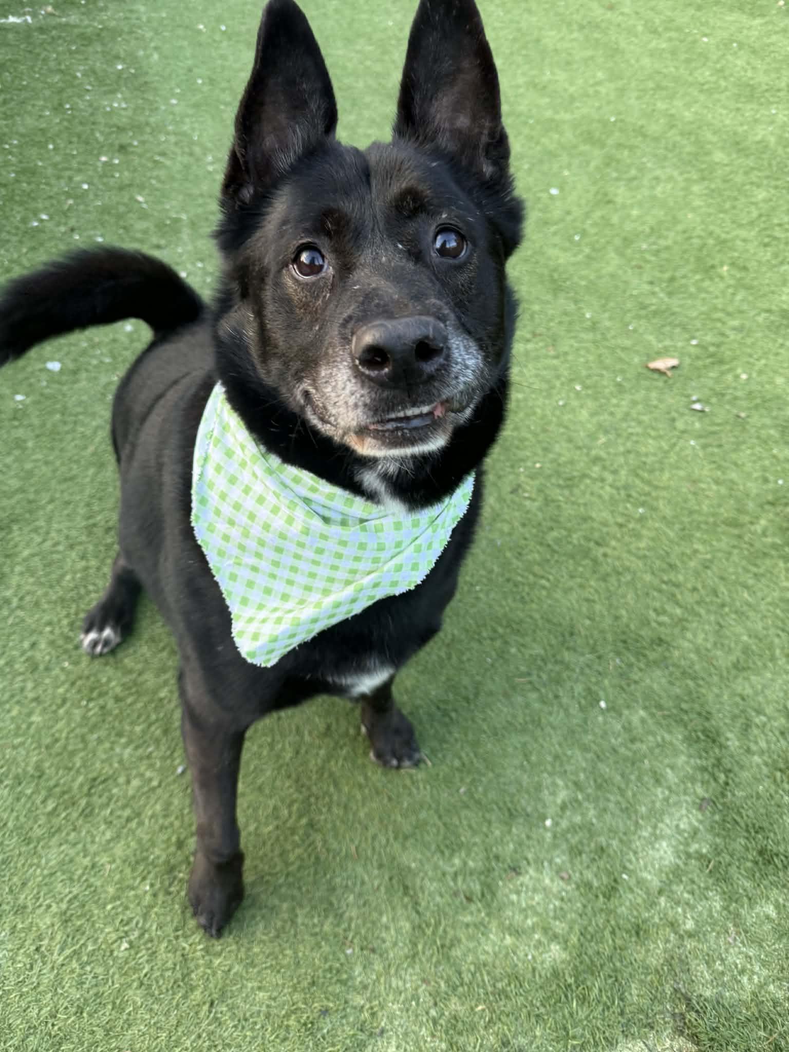 Woody, adopted, Senior Male Mixed Breed.