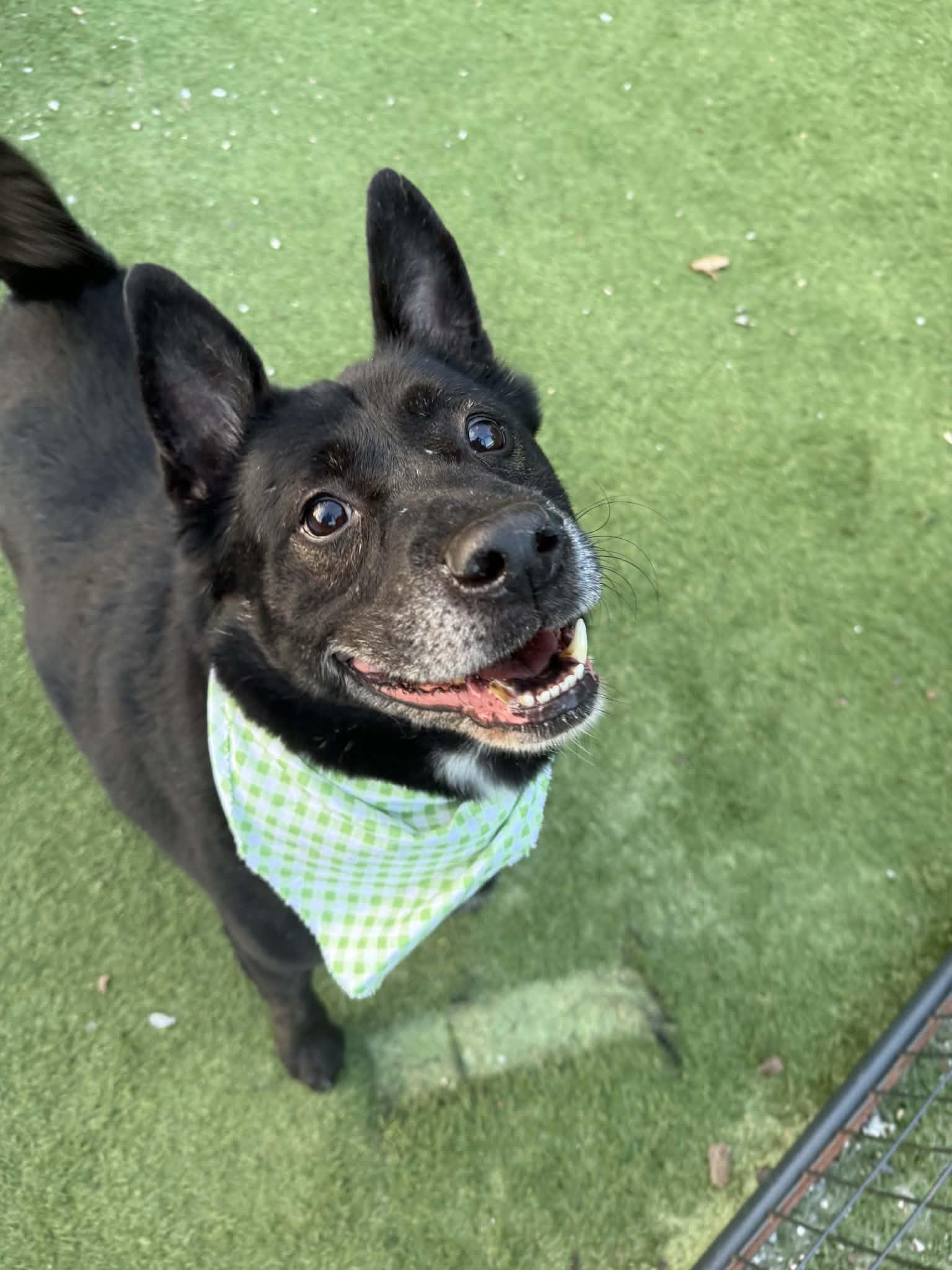 Enlarge Woody, an adopted Mixed Breed in Groton, CT image 4/4