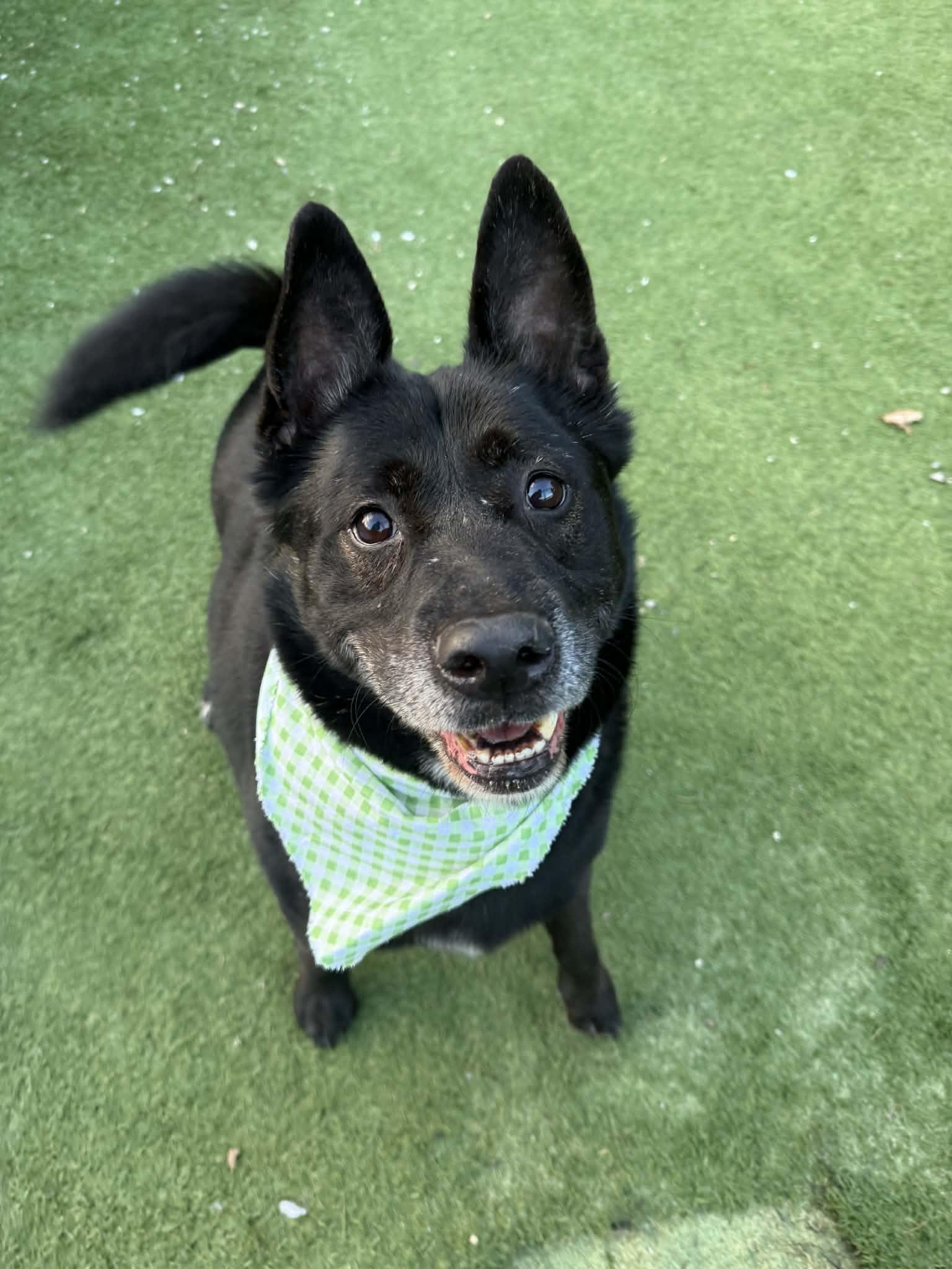 Enlarge Woody, an adopted Mixed Breed in Groton, CT image 2/4