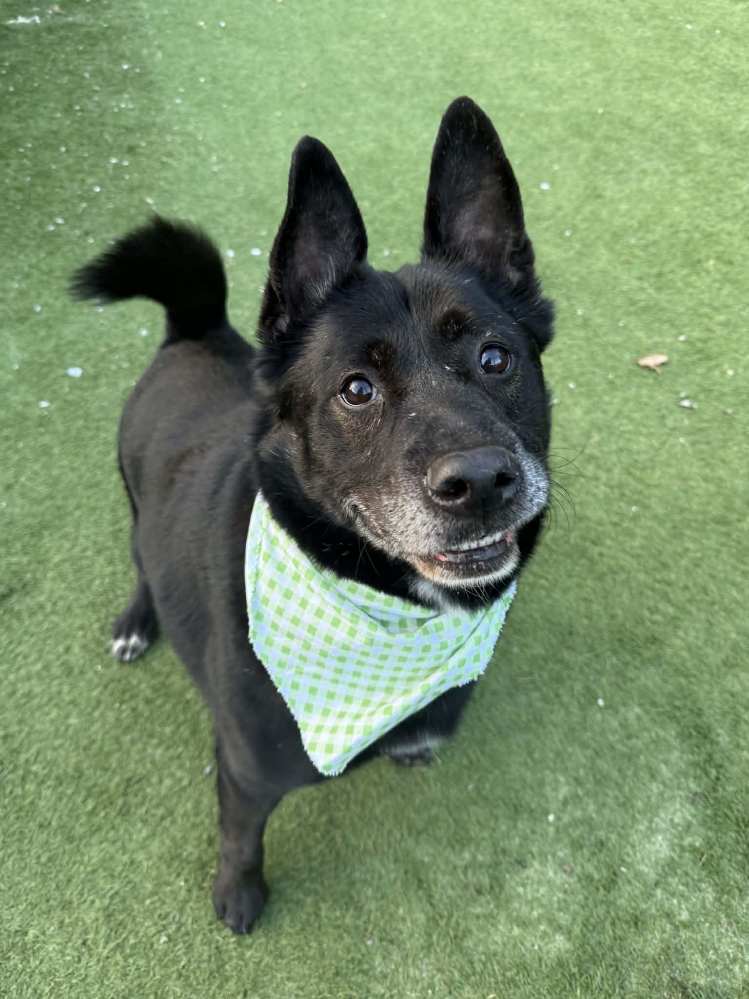 Enlarge Woody, an adopted Mixed Breed in Groton, CT image 3/4