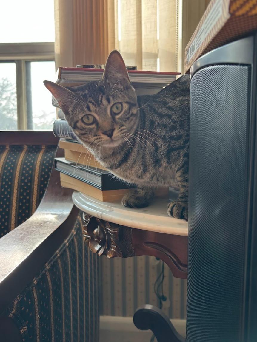 Bear *MUST BE ADOPTED AS A BUDDY*, Adoptable, Young Male Domestic Short Hair.